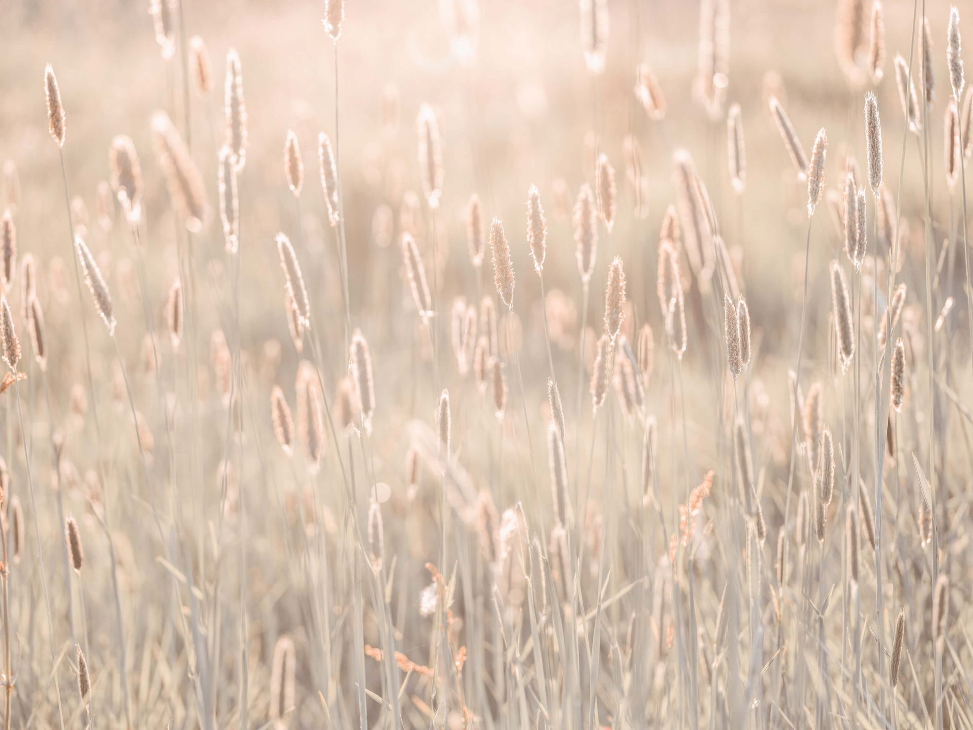 Prato durante il tramonto