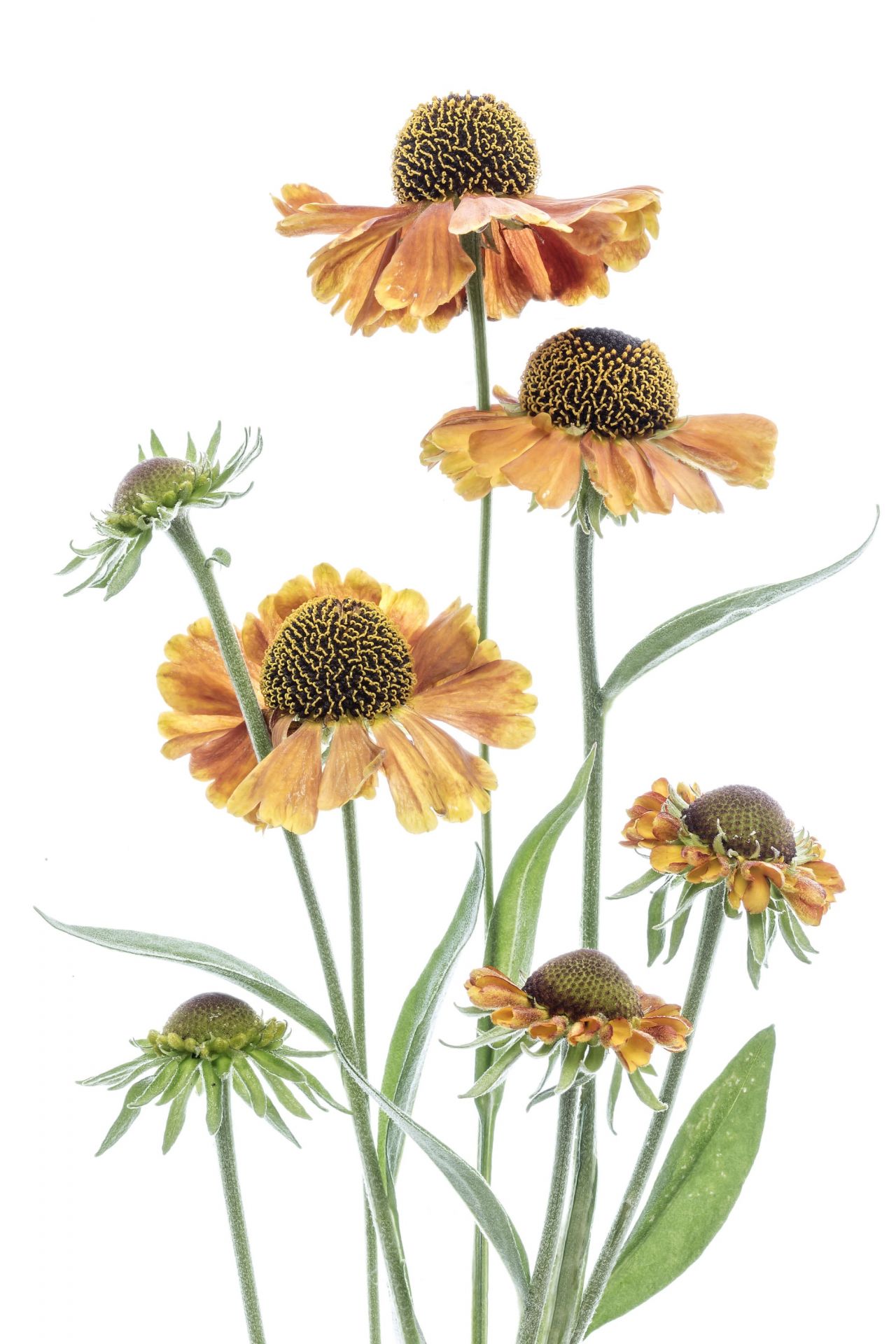 Helenium giallo