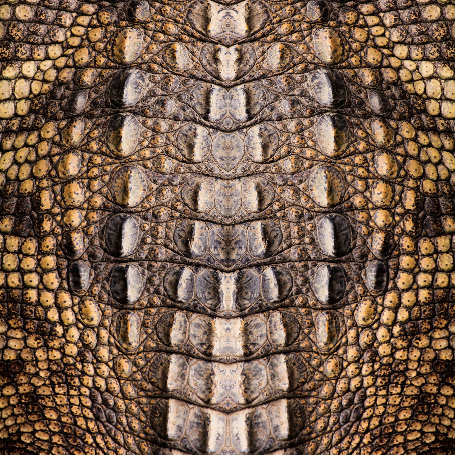 Struttura a coccodrillo