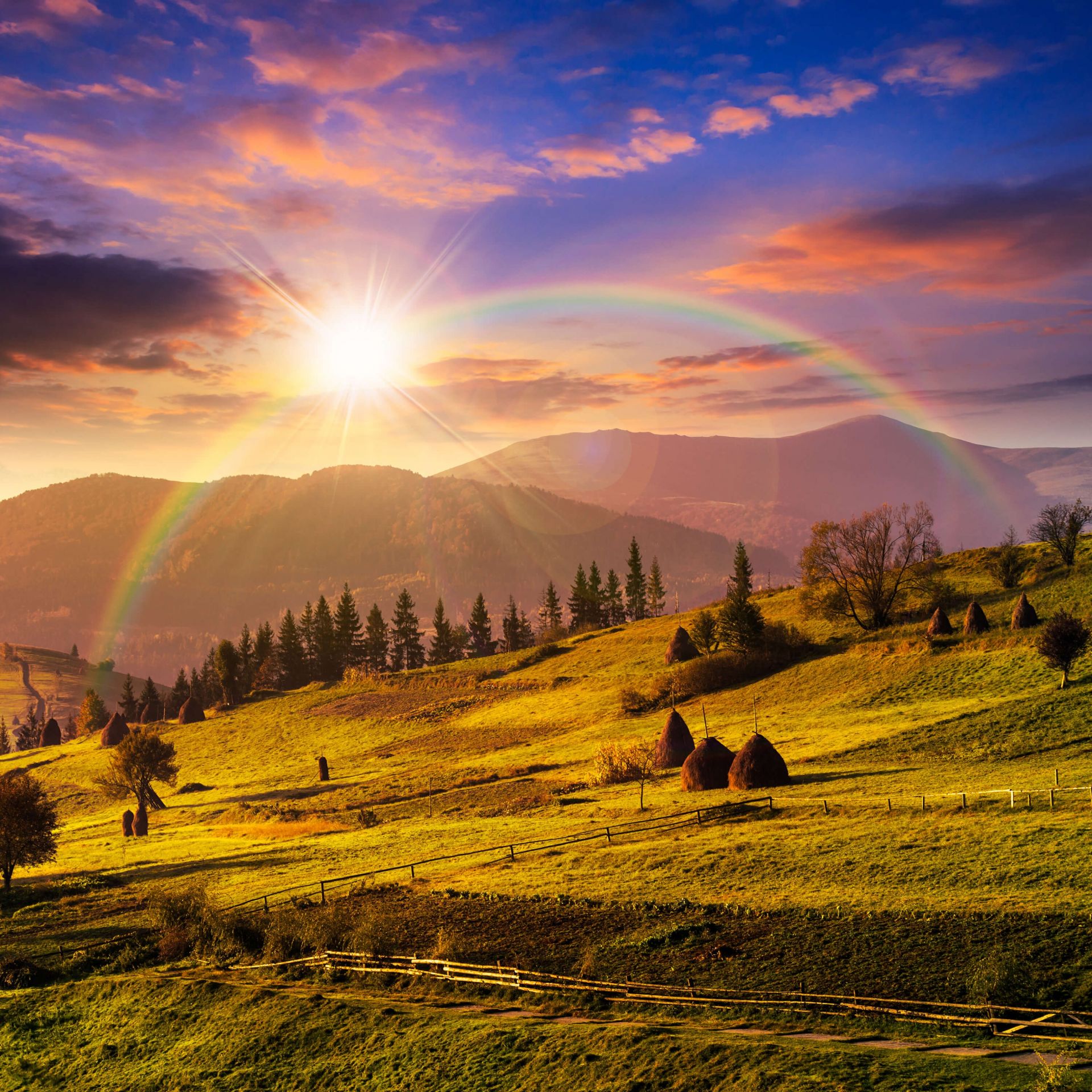 Covoni nel paesaggio di montagna