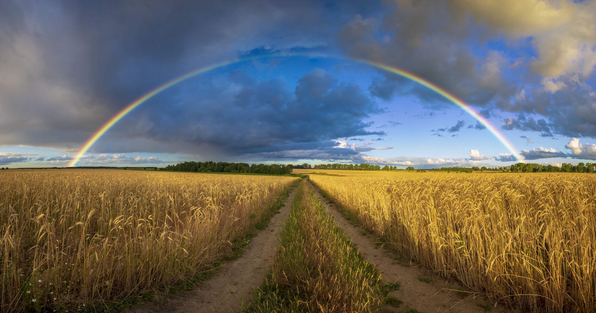 Arcobaleno su un campo di grano