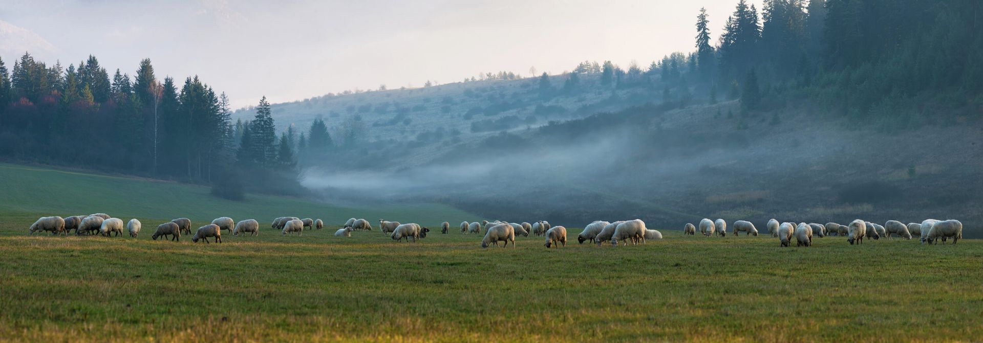 Gregge di pecore con paesaggio nebbioso