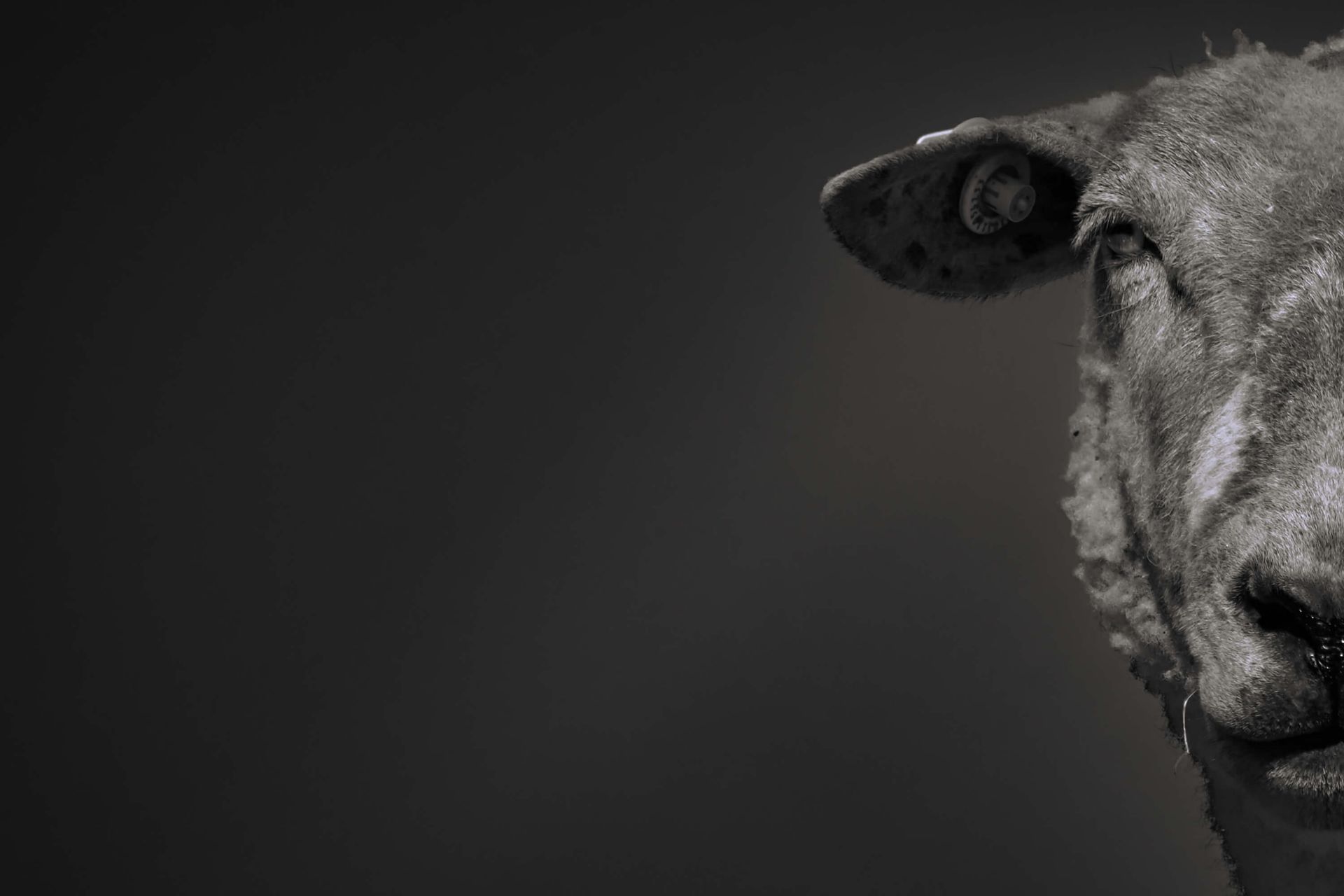 Pecora primo piano in bianco e nero