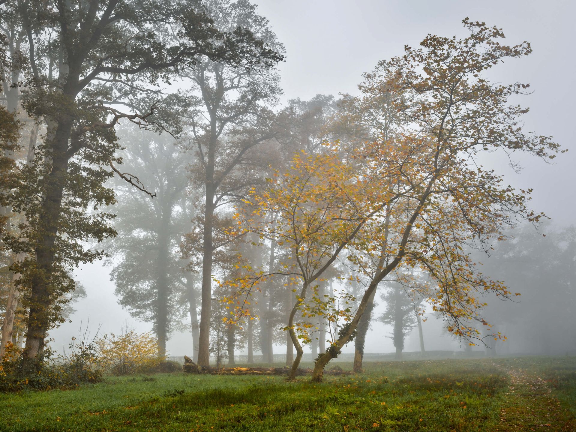 Campo di erba con alberi e nebbia