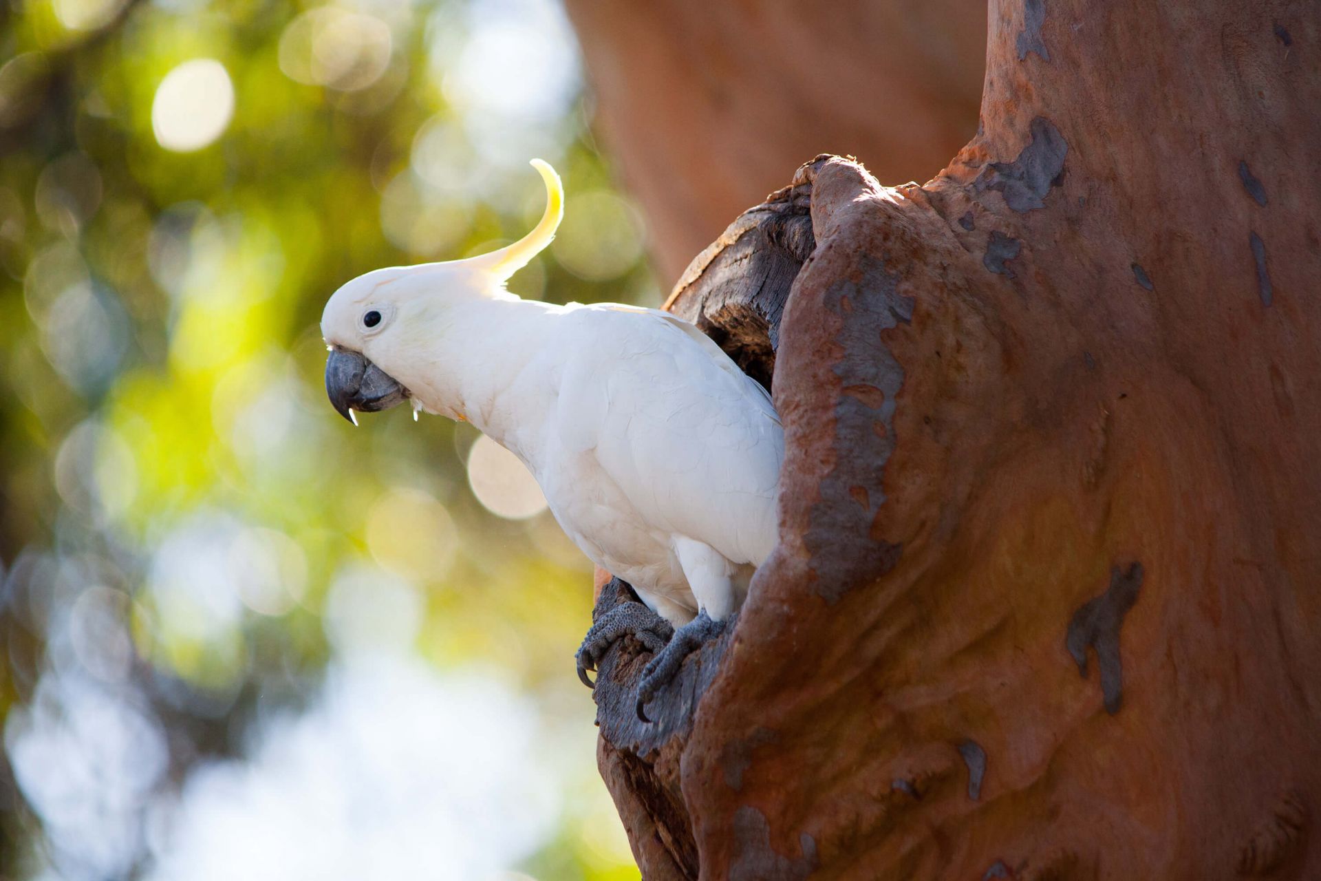 Cacatua in cavità dell'albero