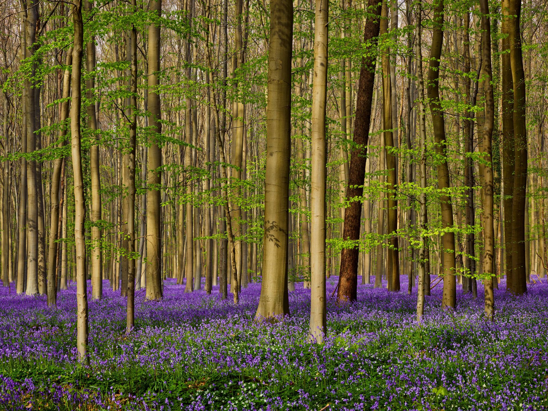 Foresta con giacinti di bosco