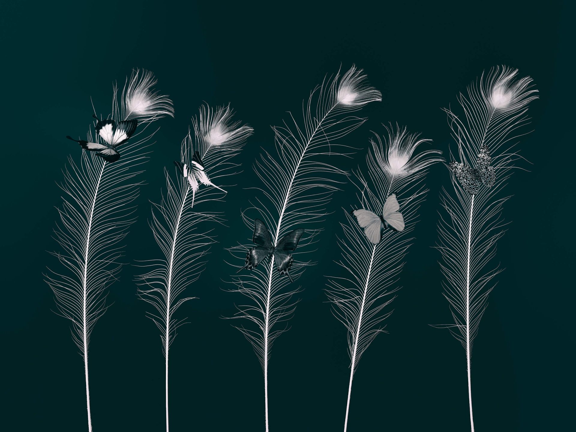 Farfalle su piume di pavone