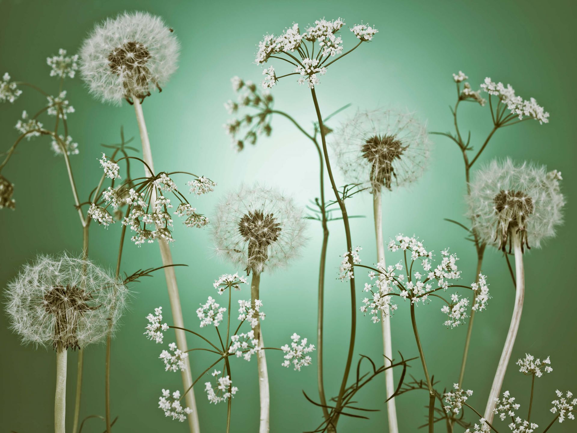 Fantasia del prato verde