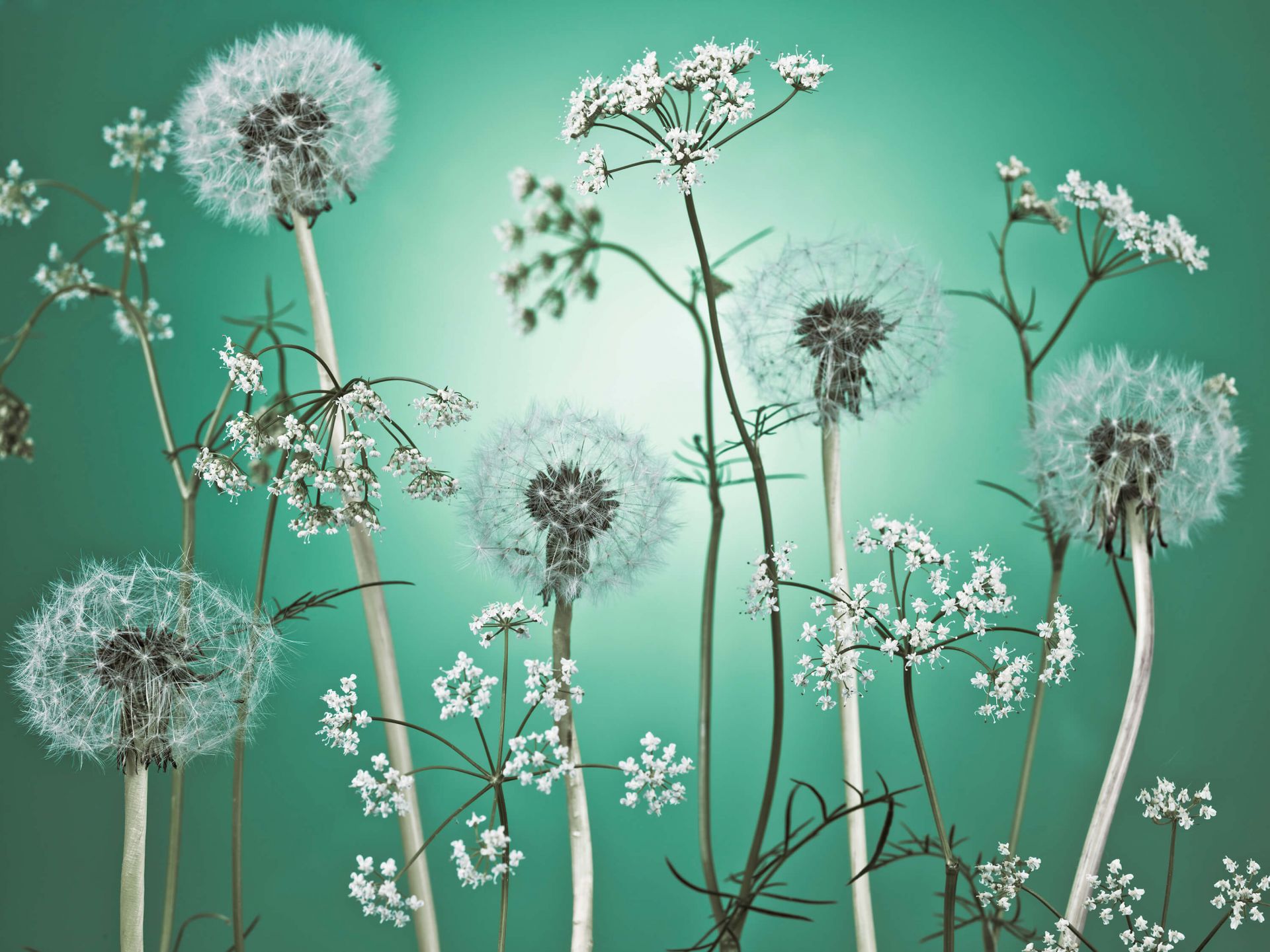 Fantasia del prato turchese