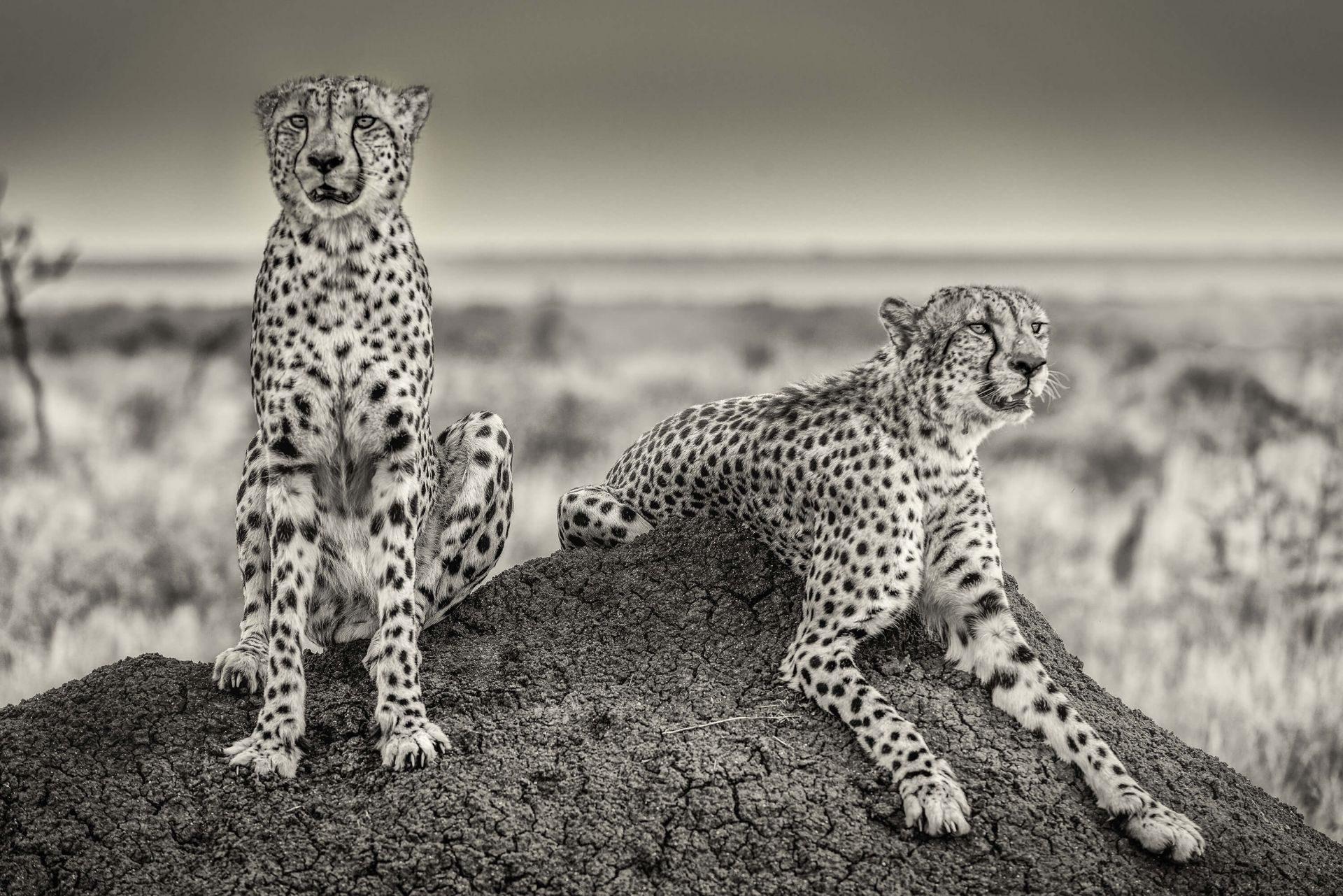 Two Cheetahs watching out
