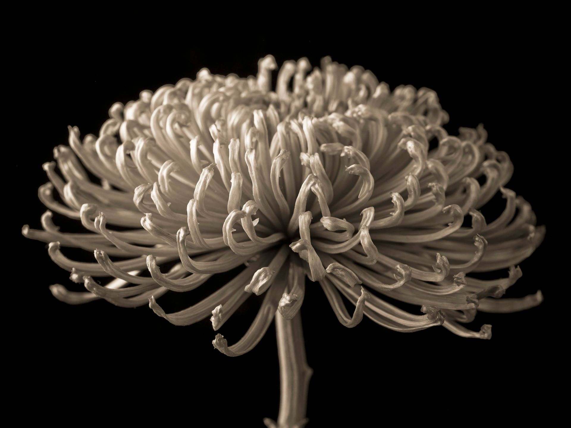 Grande fiore di cosmo