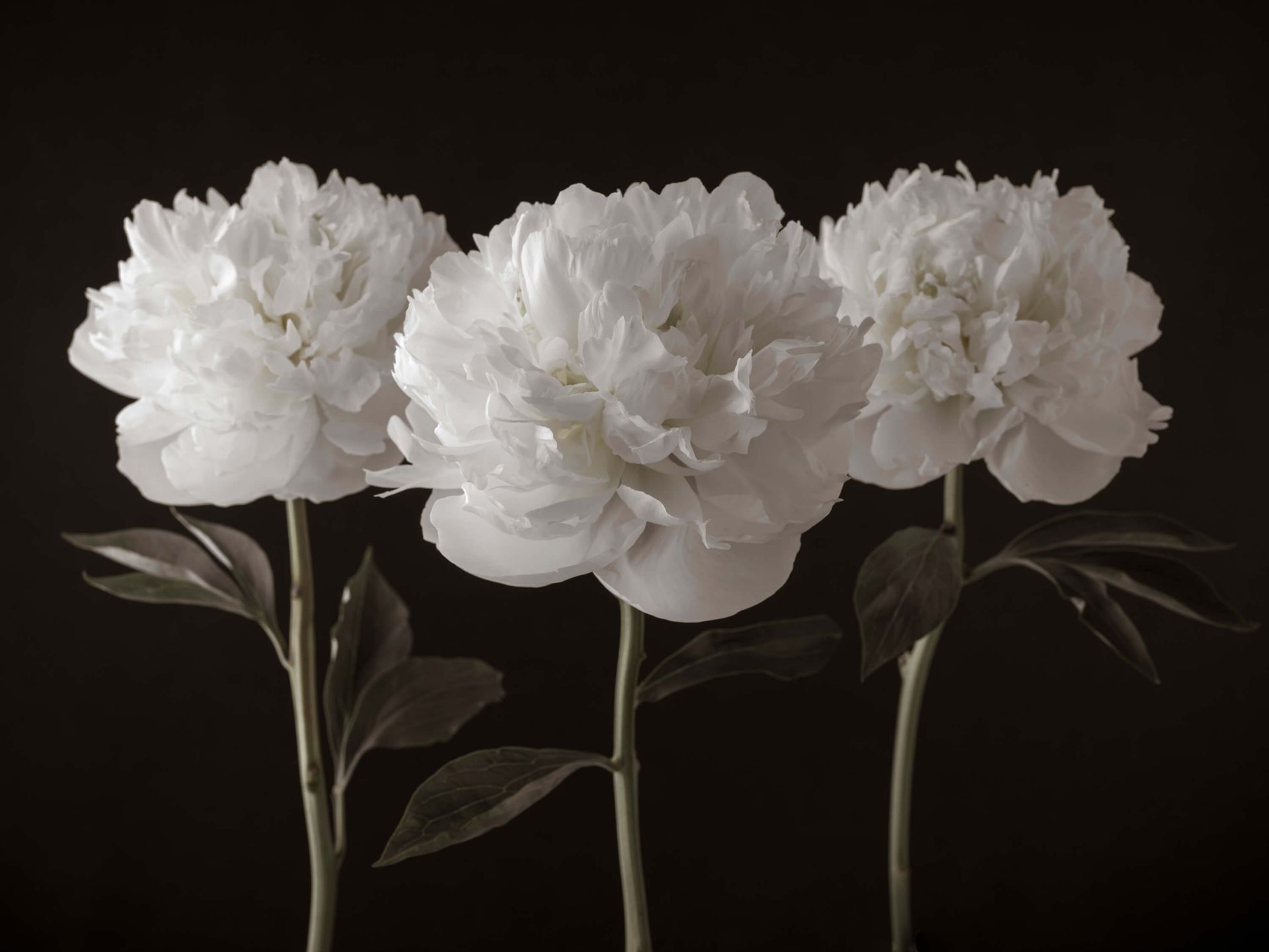 Tre peonie bianche