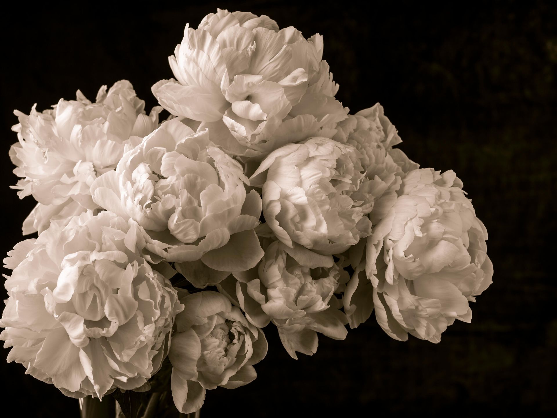 Mazzo di peonie vintage