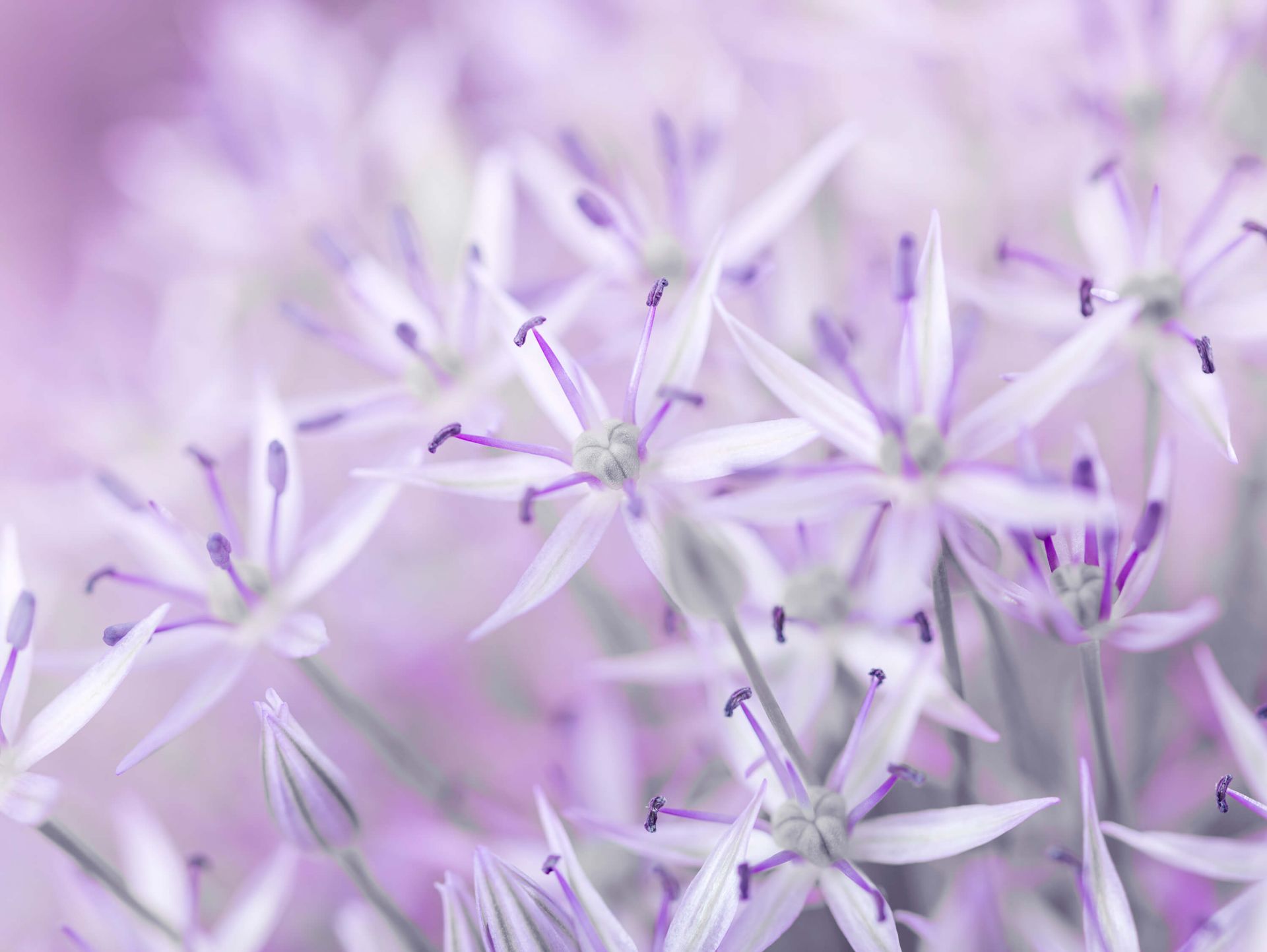 Primo piano di fiori di allium