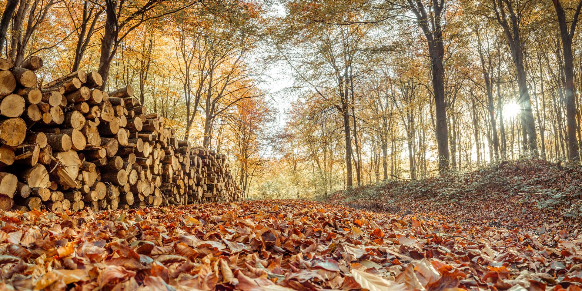 Tronchi d'albero in una foresta autunnale