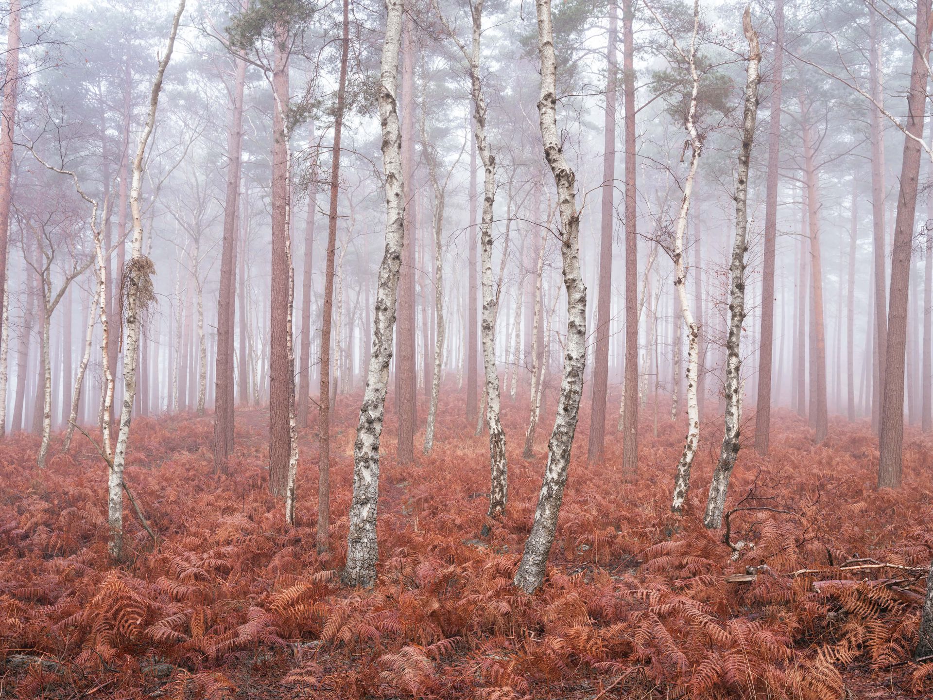 Foresta nebbiosa e deserta