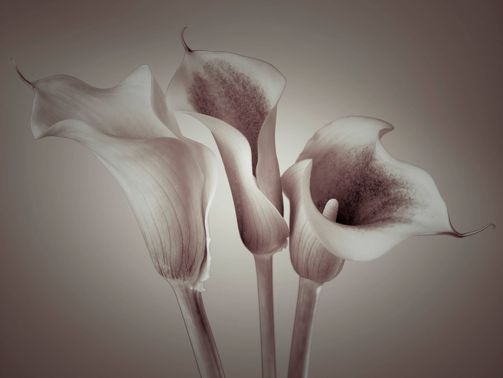 Gigli Calla