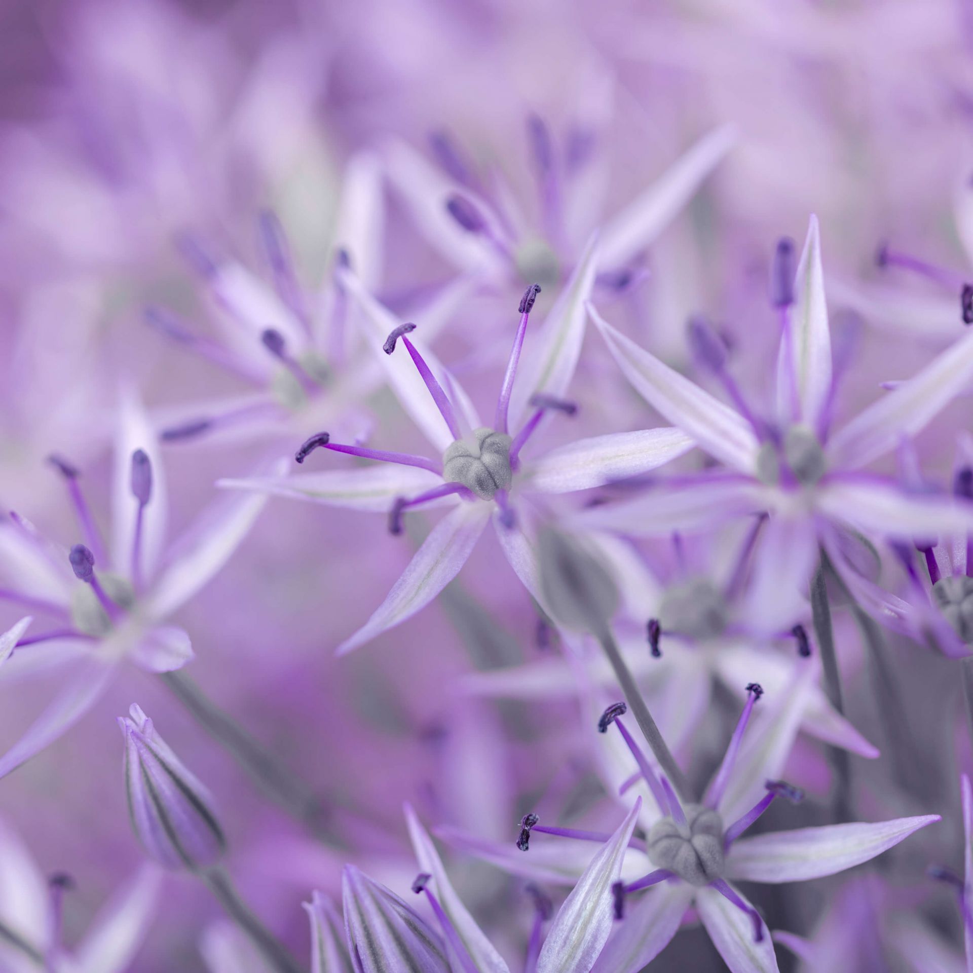 Fiori di allium viola