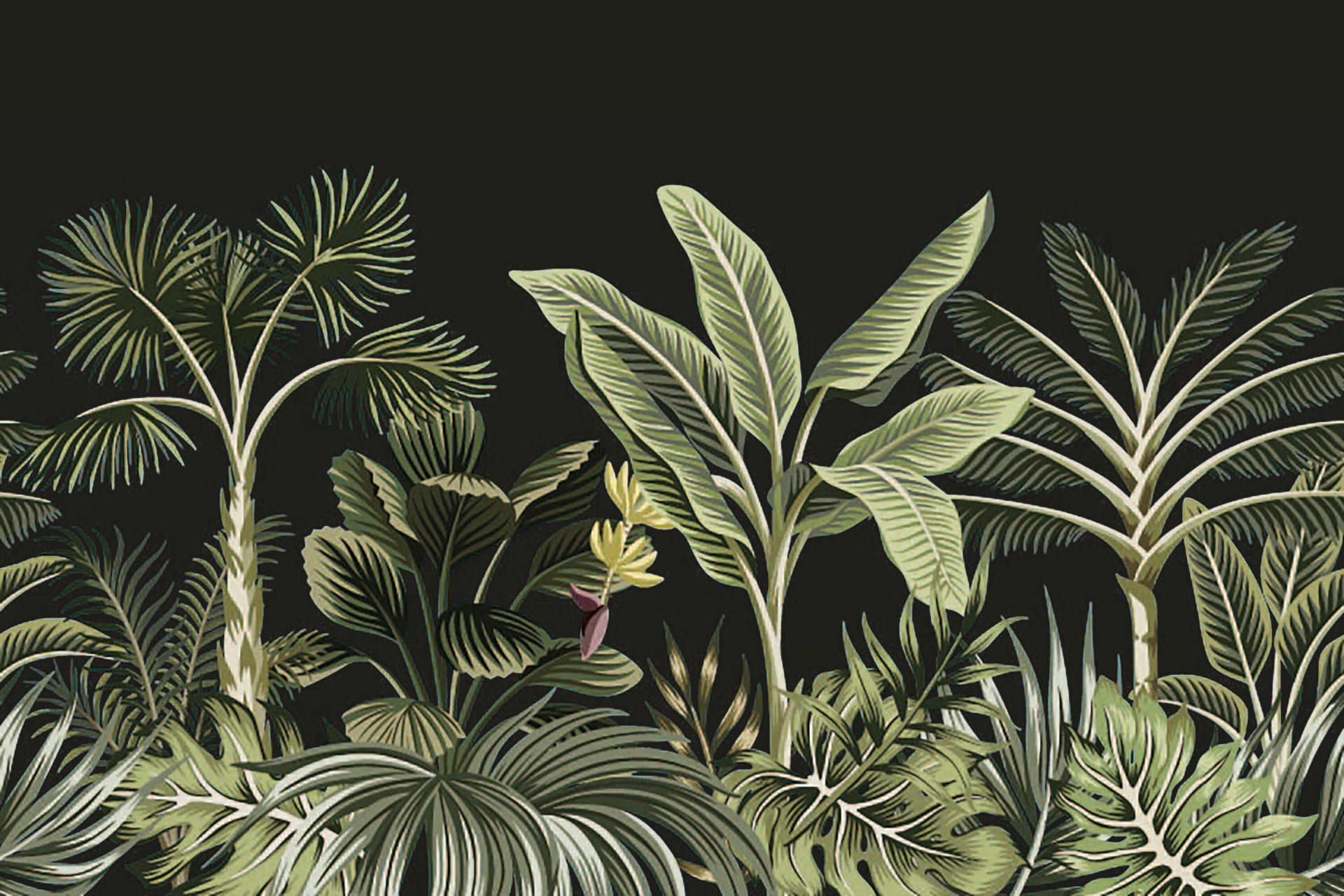 Palma tropicale su sfondo scuro