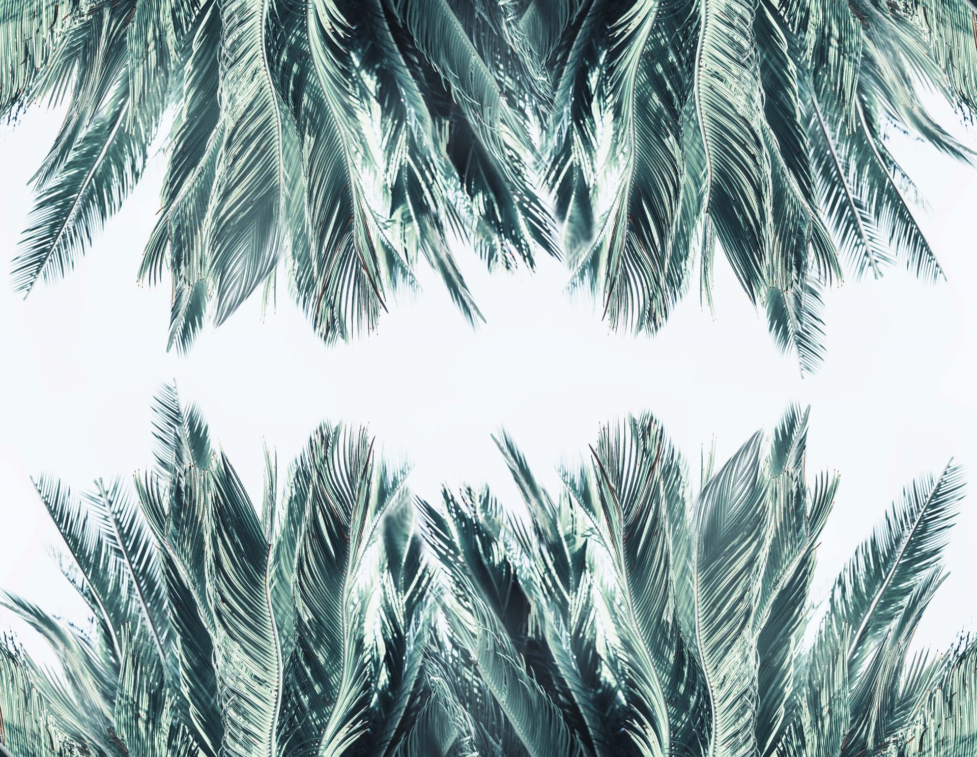 Foglie di palma su sfondo bianco