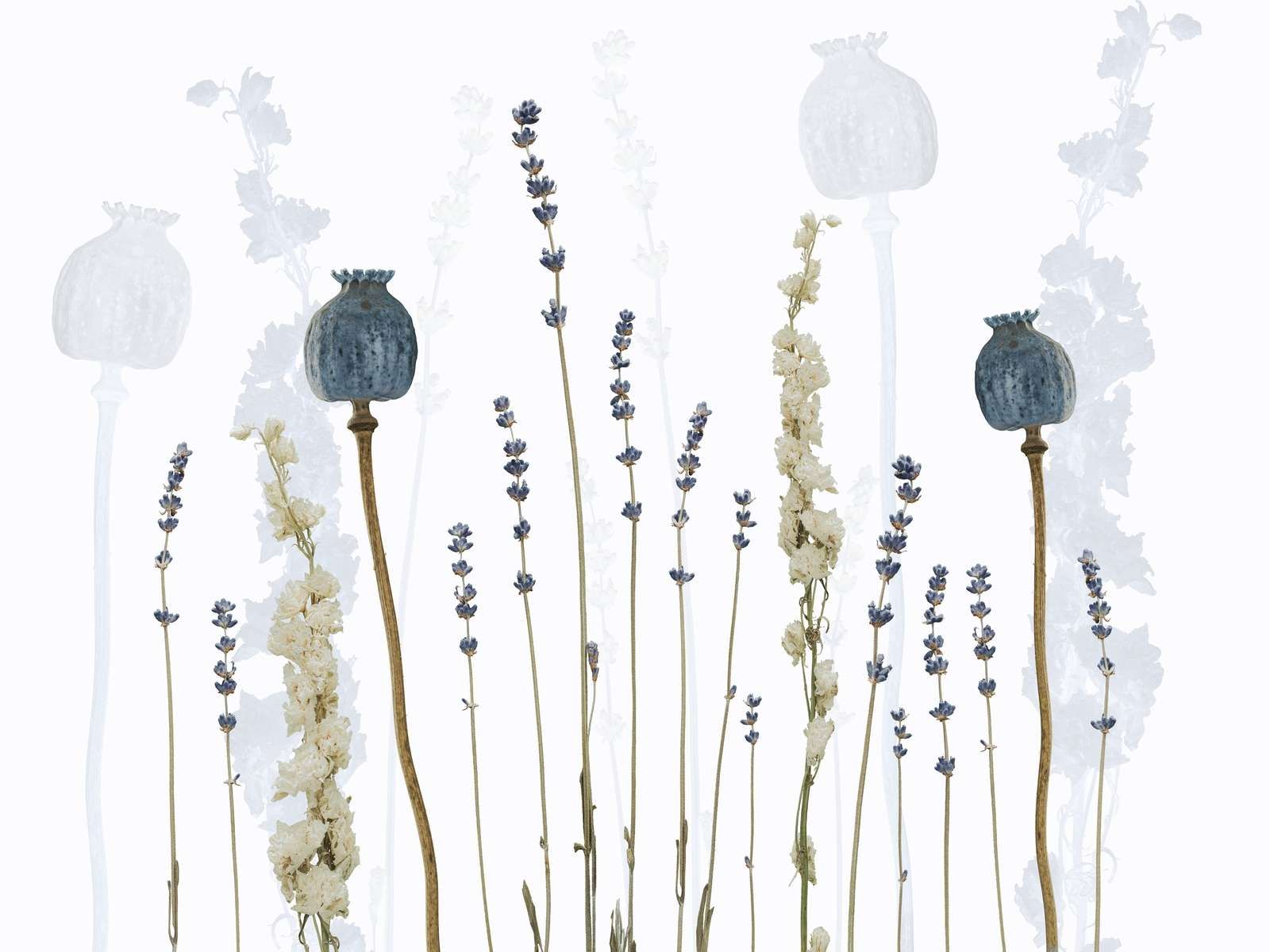 Acquerello Flora Sogno