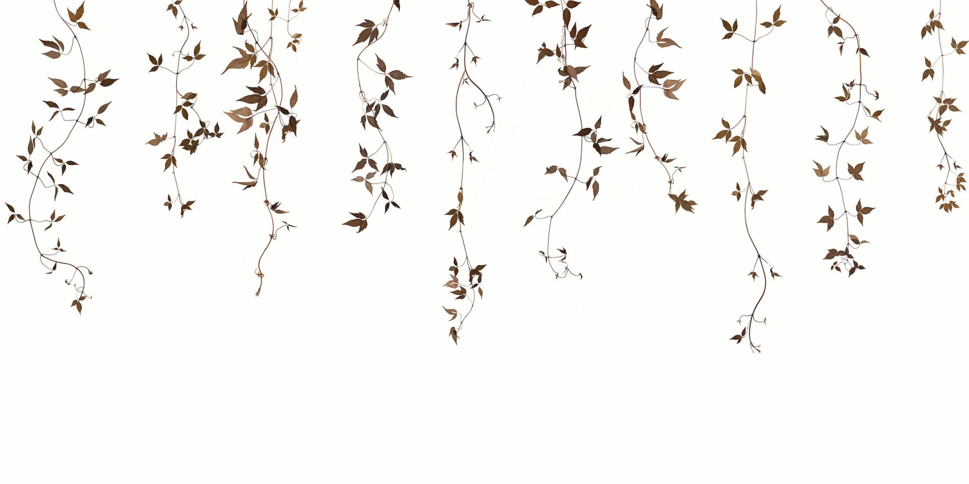 Clematide rampicante