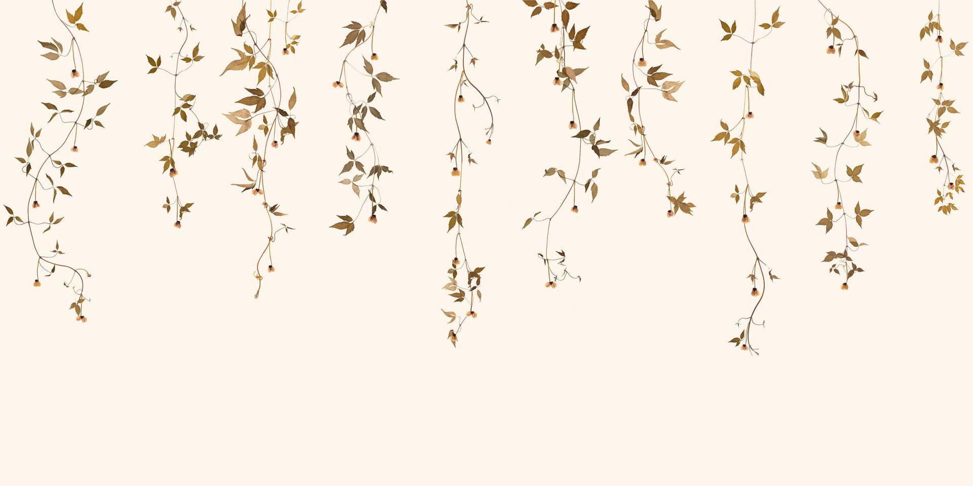 Vite di clematide con fiori