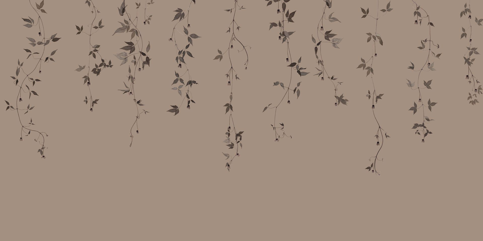 Ramoscelli di clematide su tortora