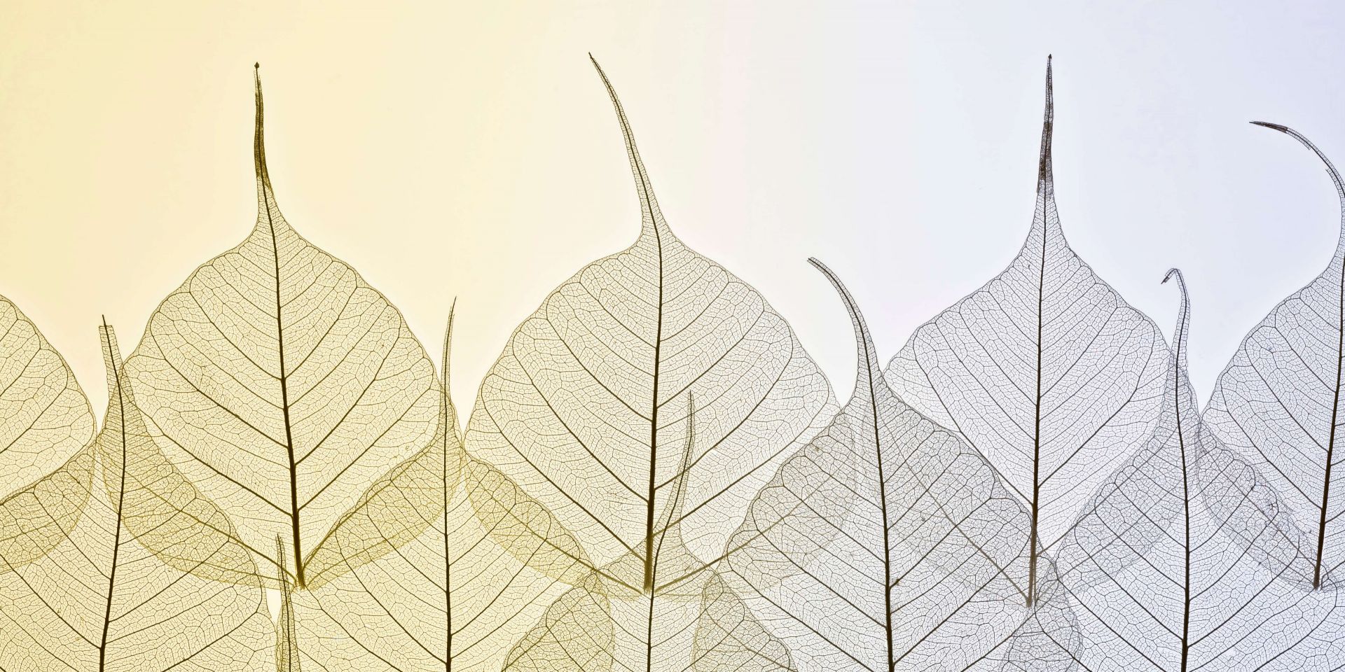 Skeleton leaves on coloured background