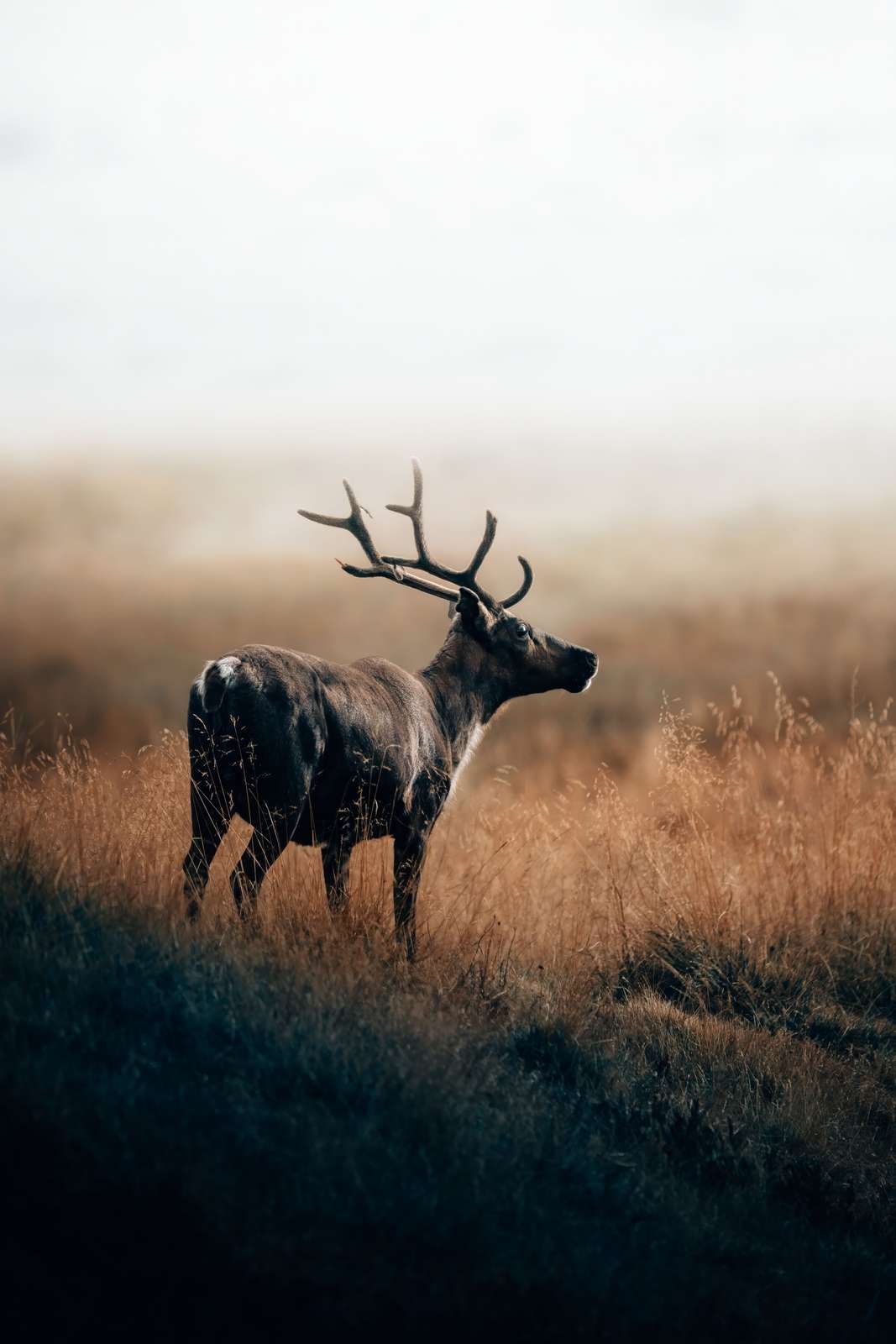 Renne nell'erba alta