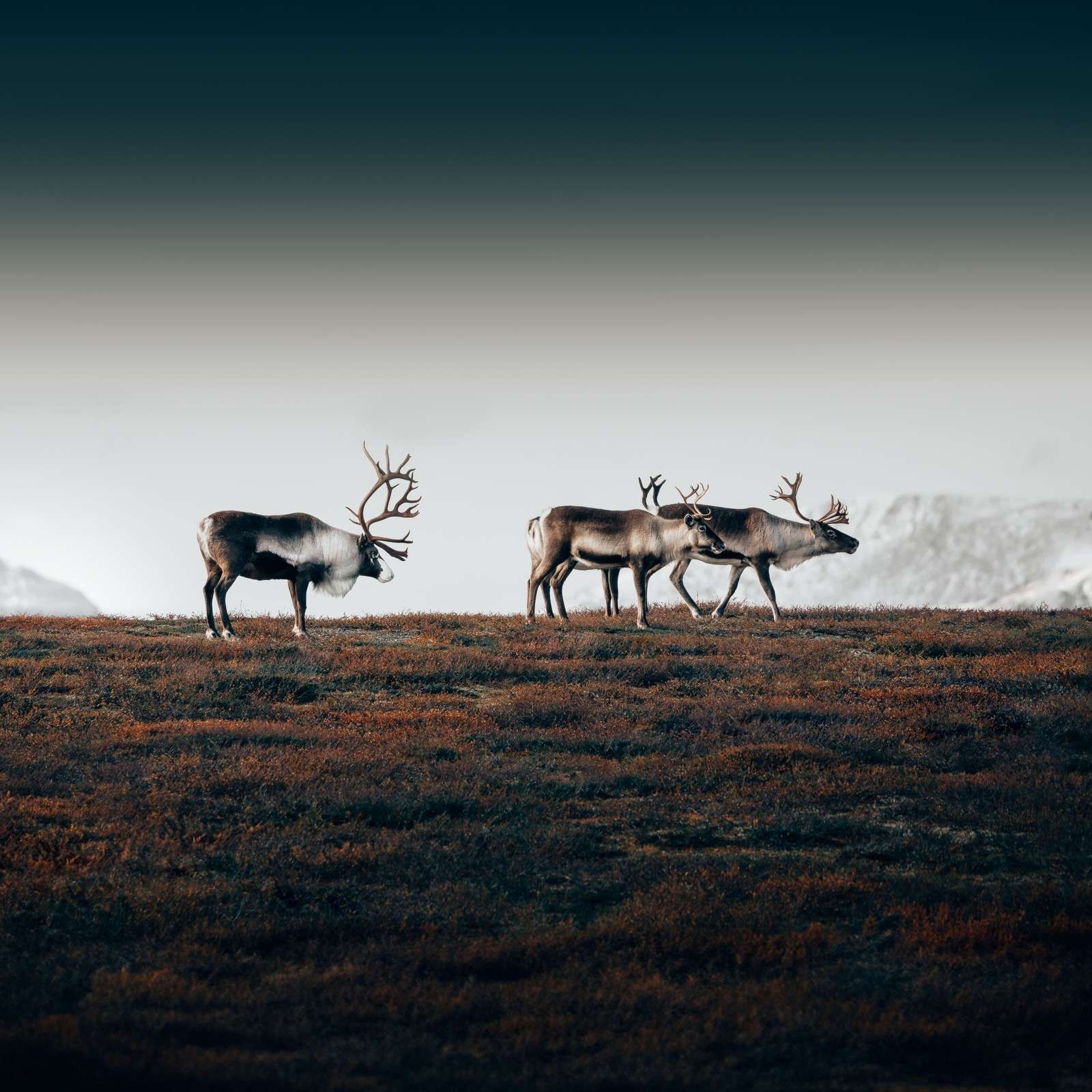 Gruppo di renne nel nord Europa