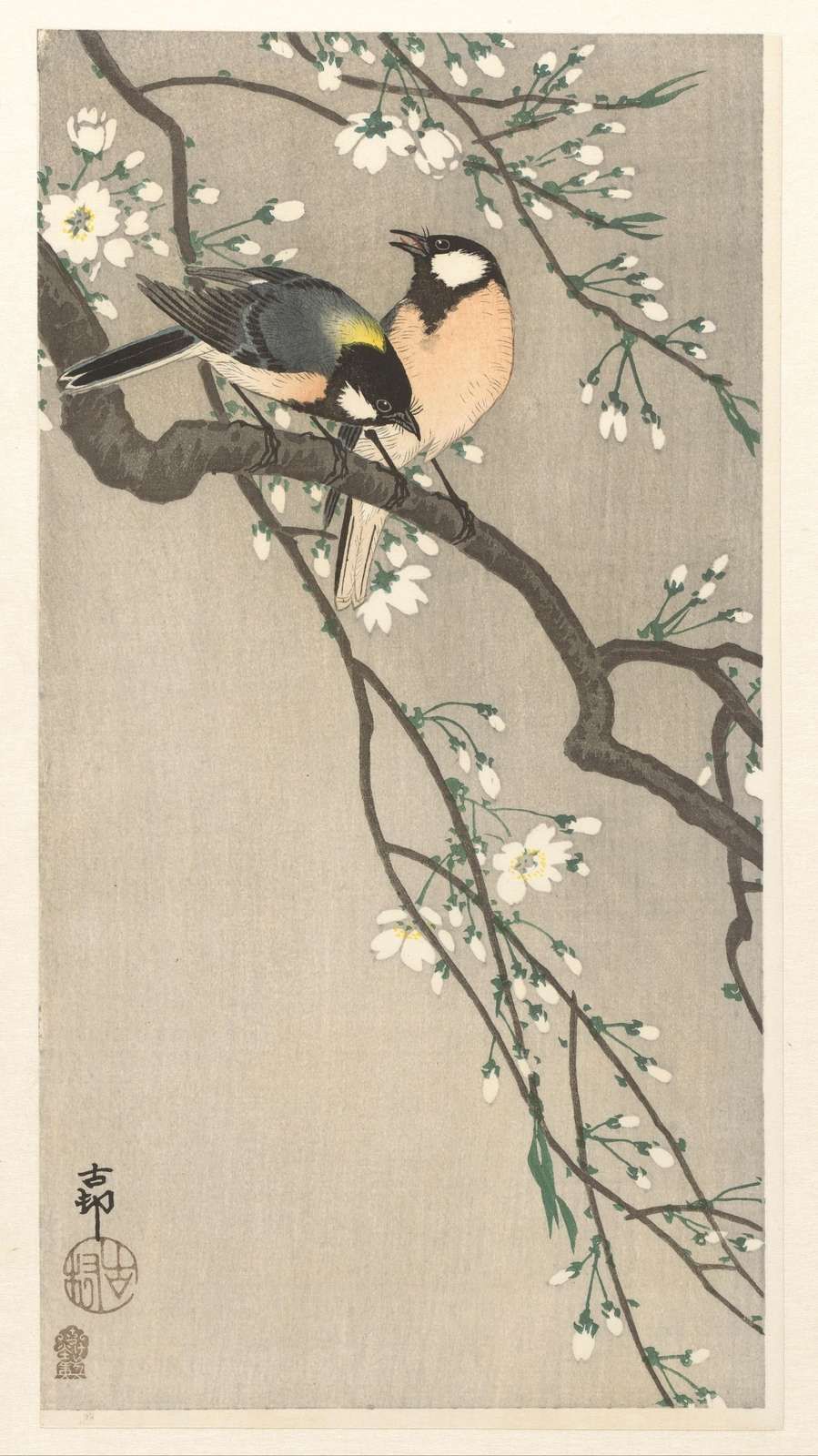 Tette grandi su ramo in fiore