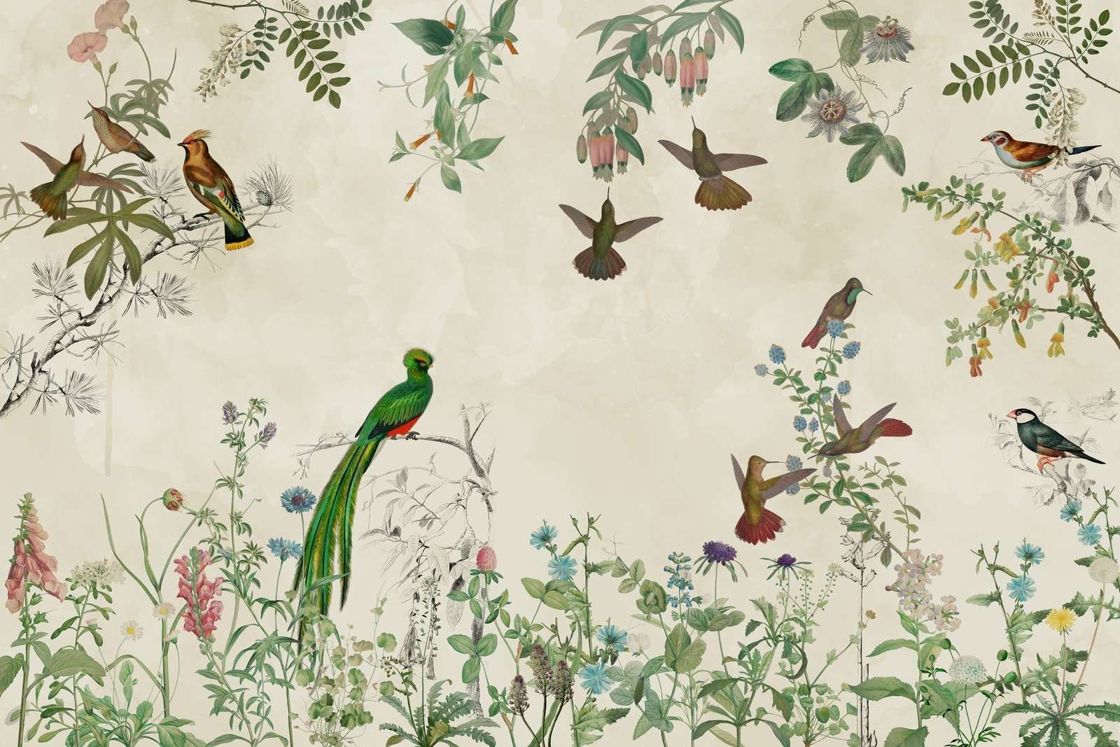 Campi di Uccelli Colorati