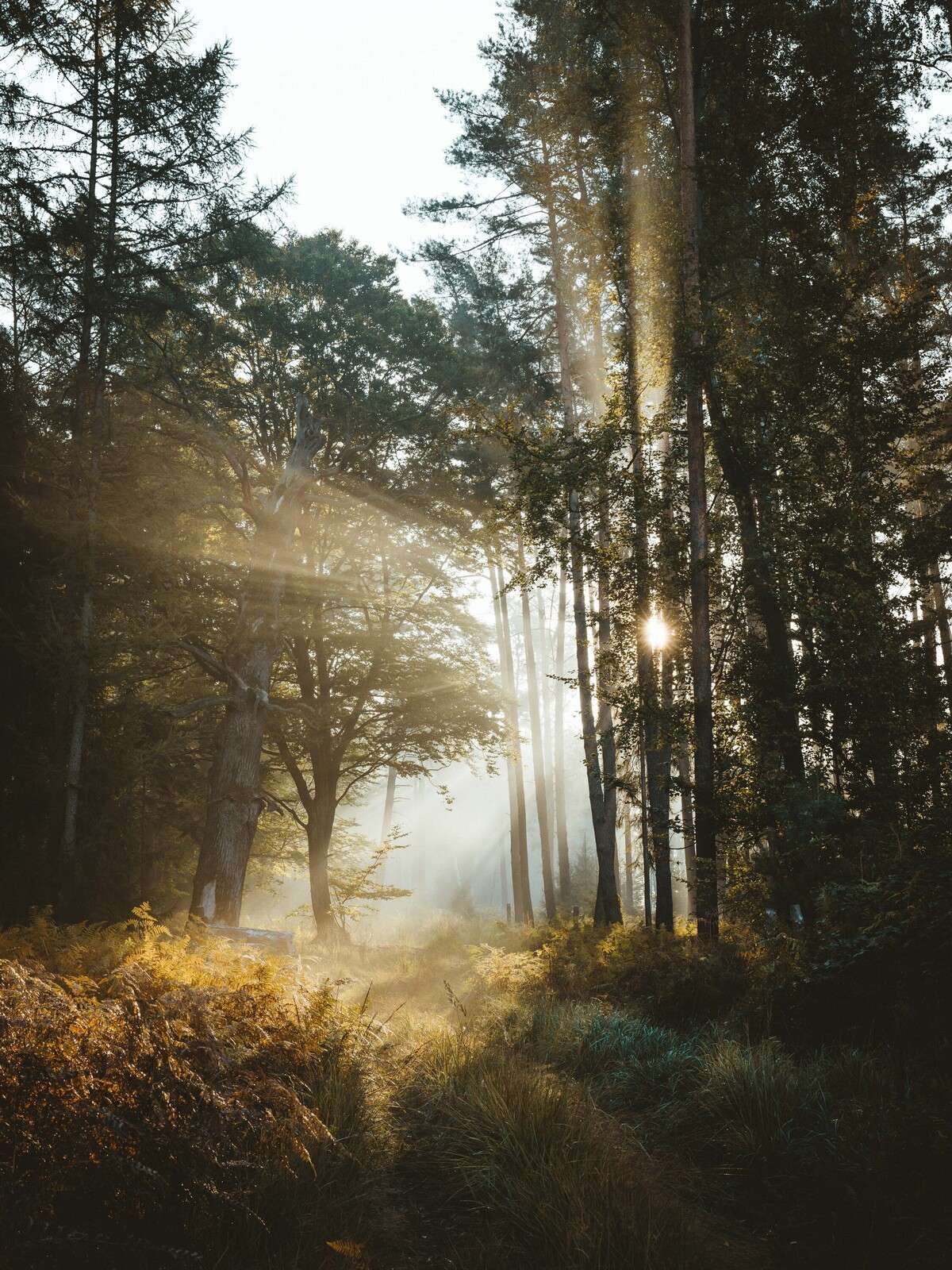 Stralend Ochtendlicht door het Bos