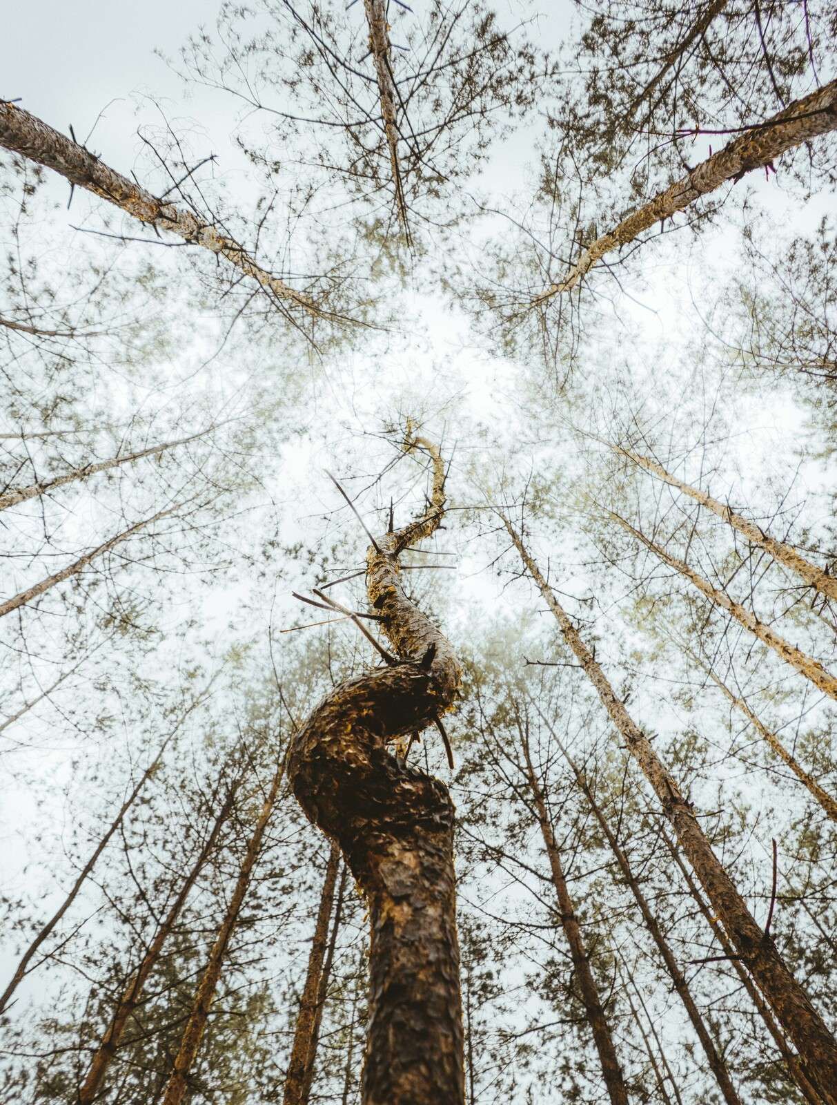 De Dansende Boomstam