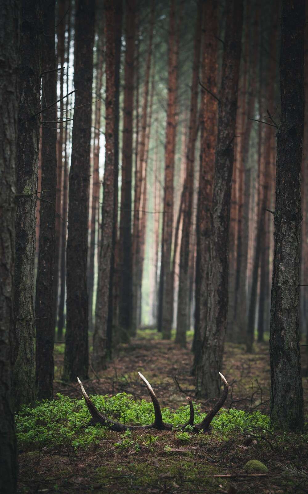 Selvaggio e Mistero tra gli Alberi