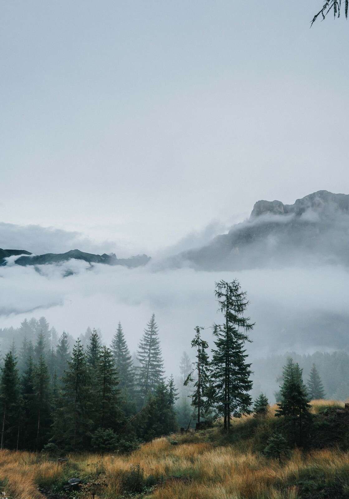 Nebbia mattutina sopra il bosco