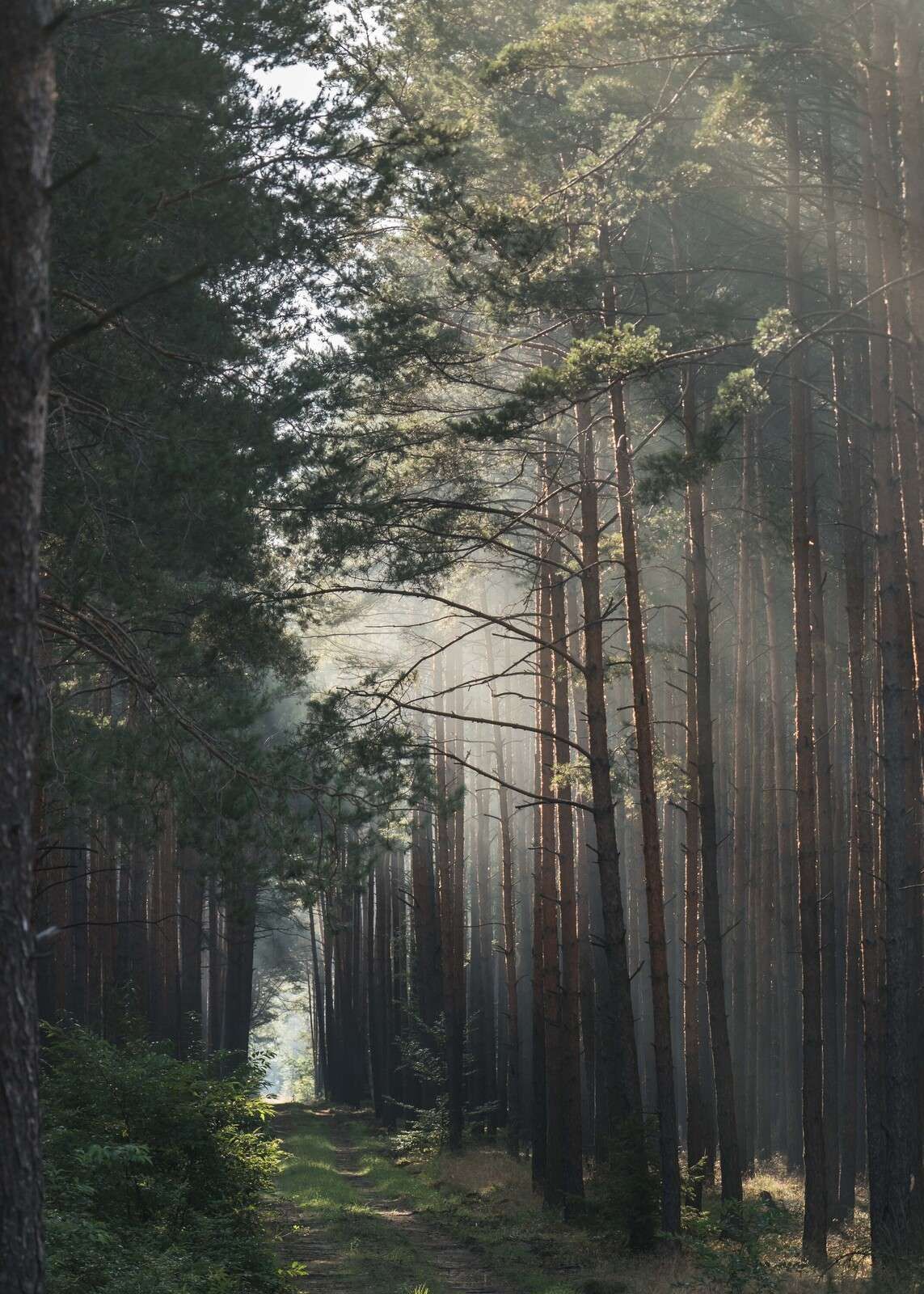 Bagliore autunnale nel bosco