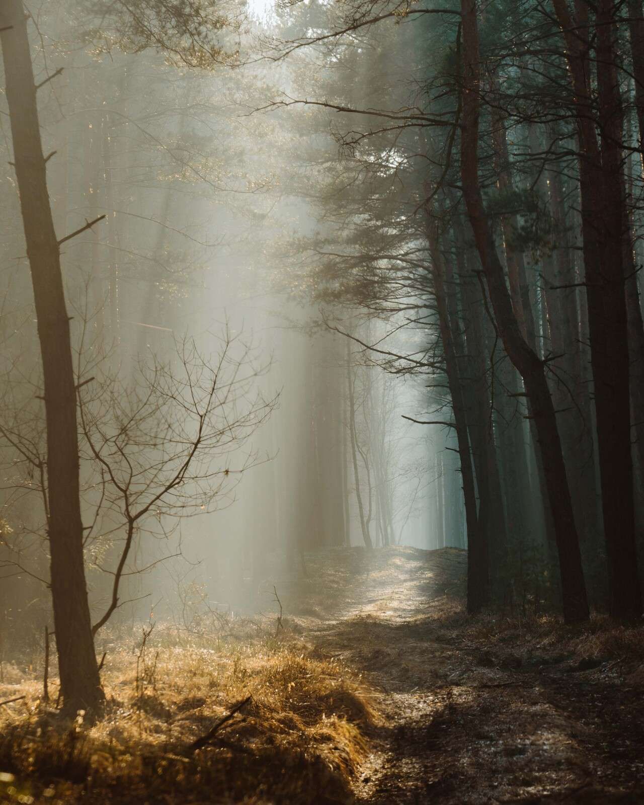 Raggi di luce attraverso il bosco