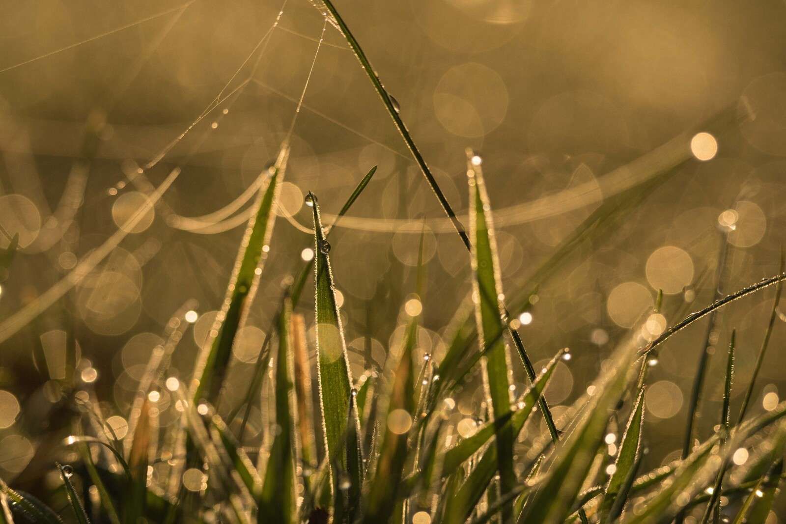 Erba Mattutina Lucente