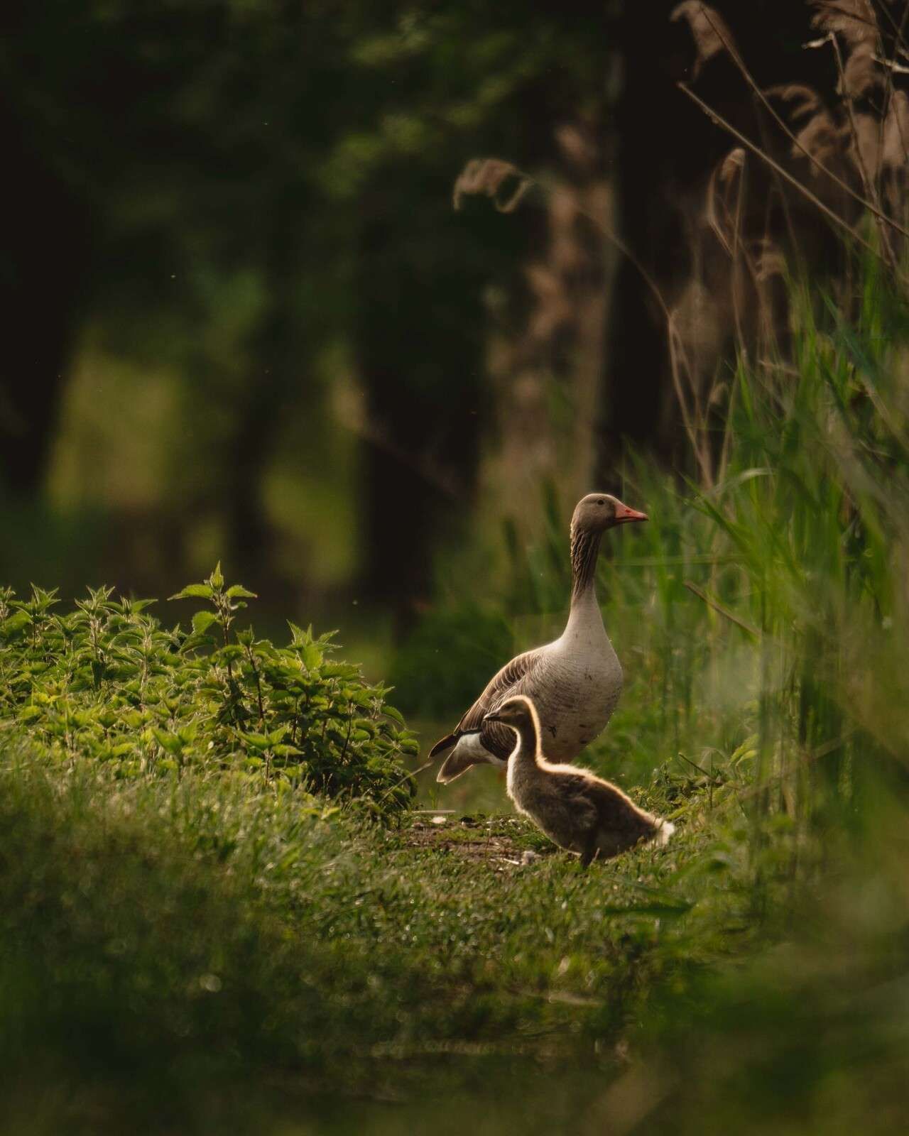 Famiglia di oche nel bosco