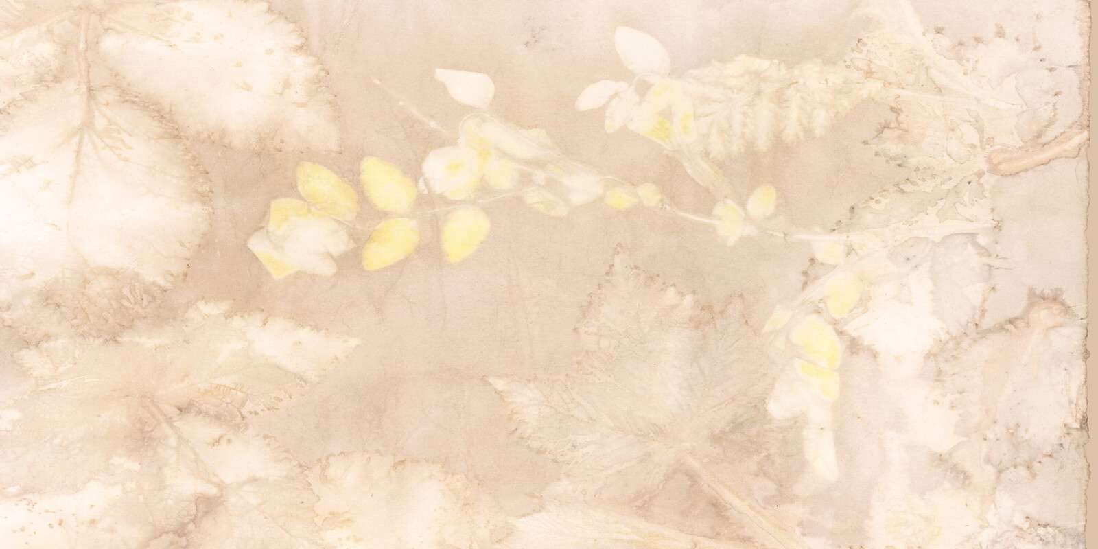 Sneeuwbes e rovo selvatico - nocciola