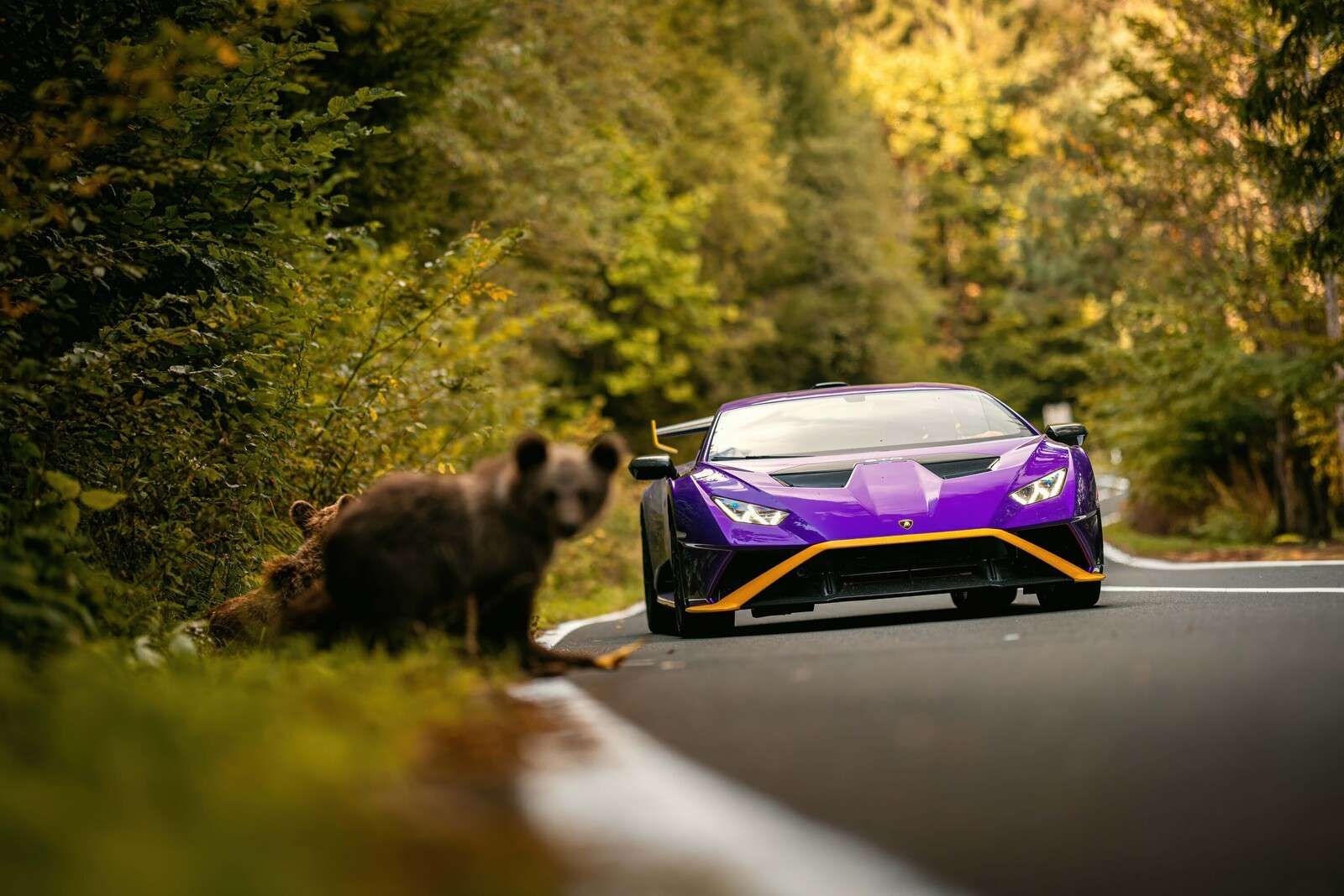Lamborghini vs. natura selvaggia