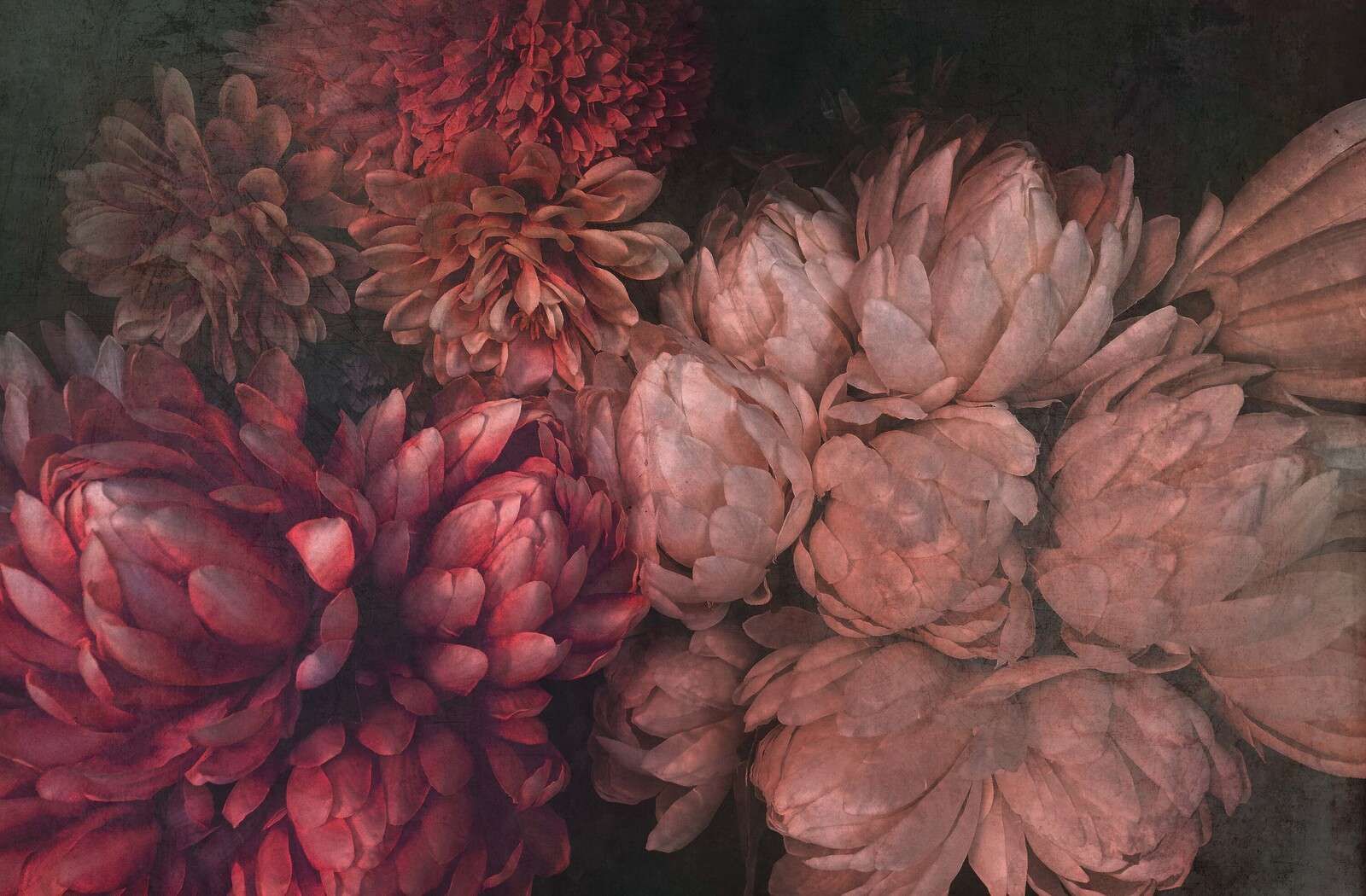 Crisantemi in profonde sfumature di rosso rosa