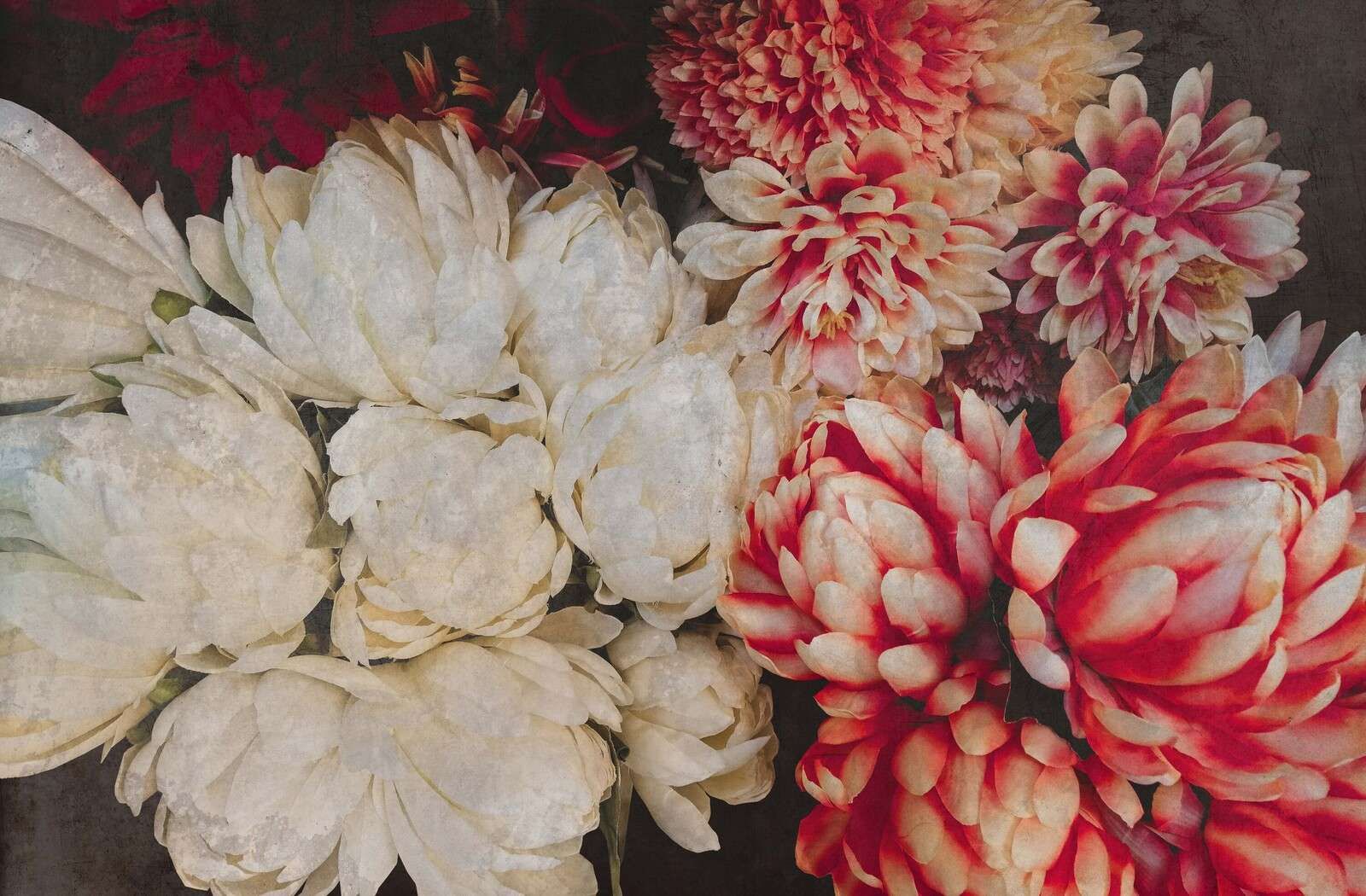 Crisantemi in crema e carminio