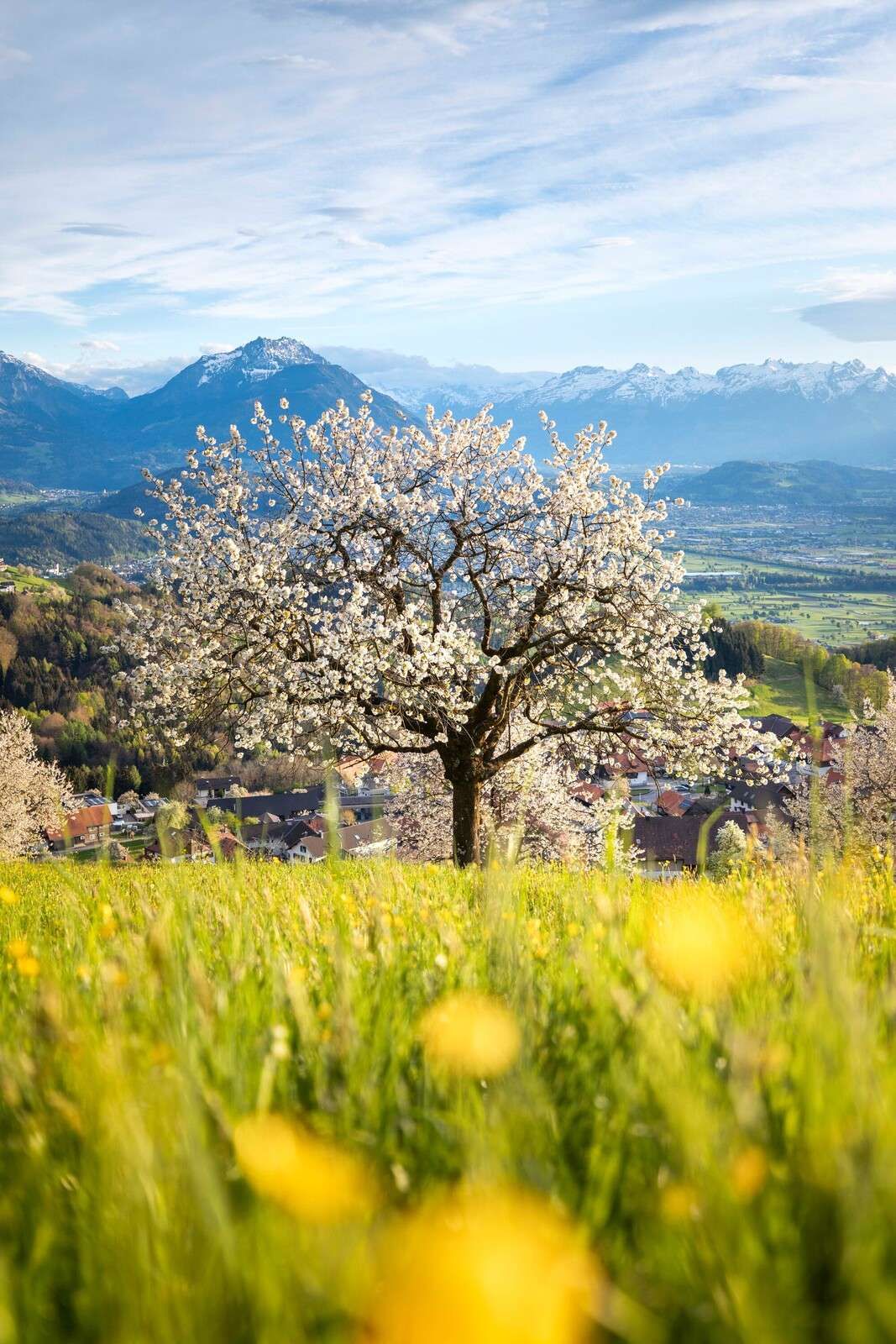 Albero di ciliegio in fiore in un prato alpino