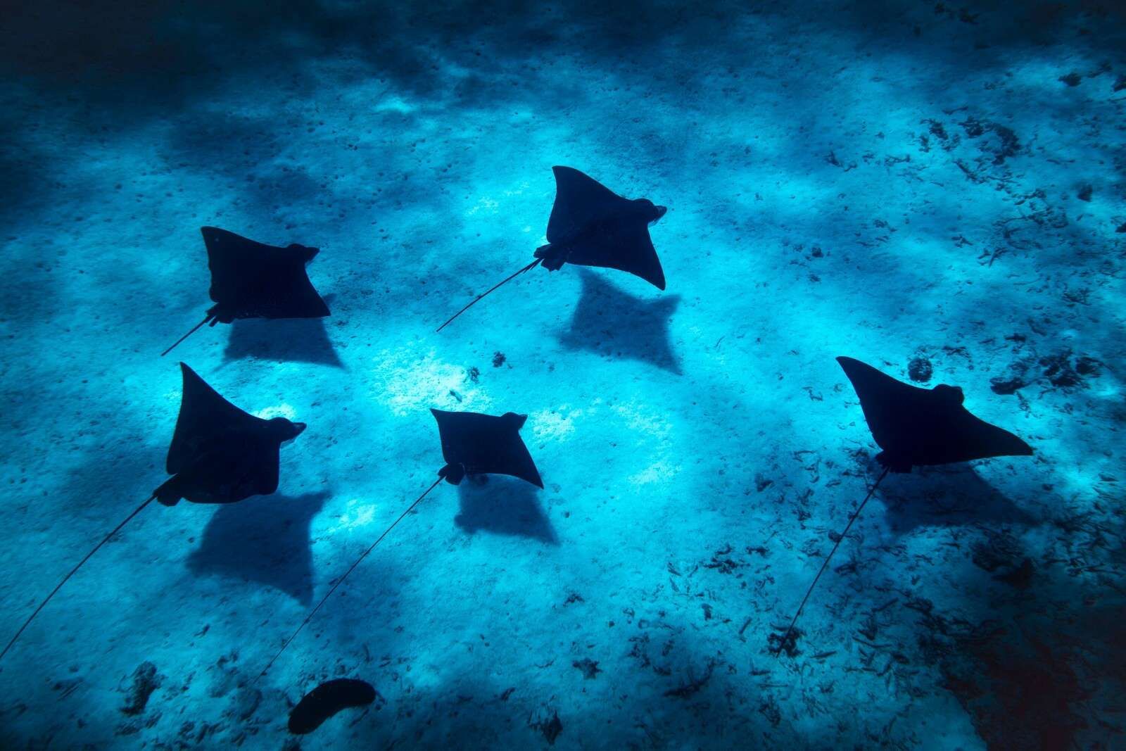 Mantaroggen che nuotano attraverso una barriera corallina blu profondo