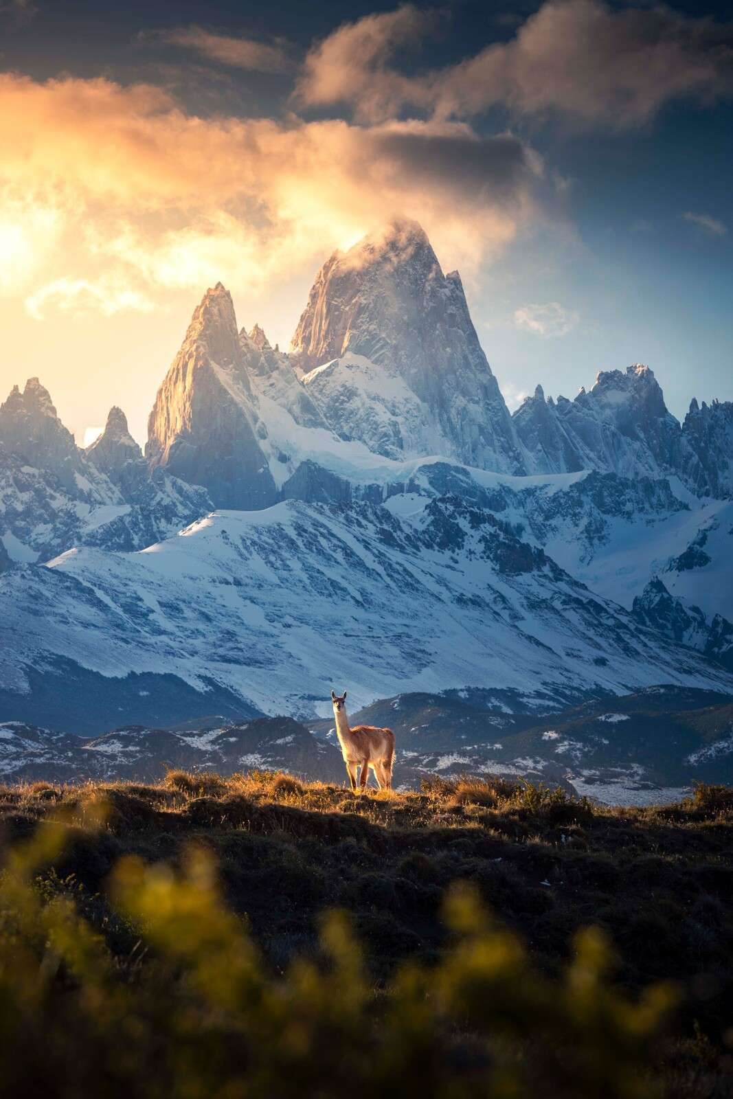 Guanaco di fronte alle cime innevate della Patagonia