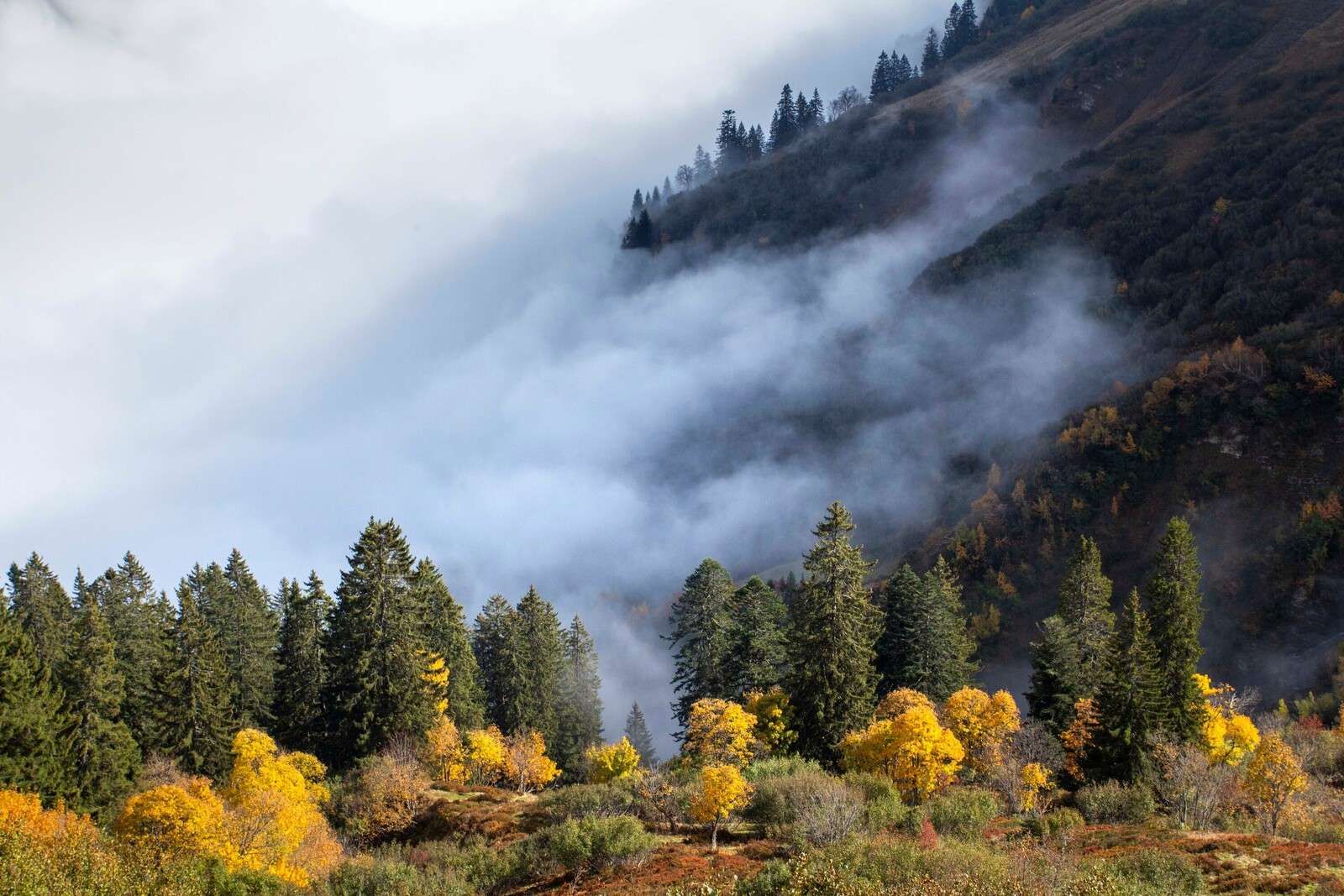 Mattina autunnale nella nebbiosa foresta di montagna