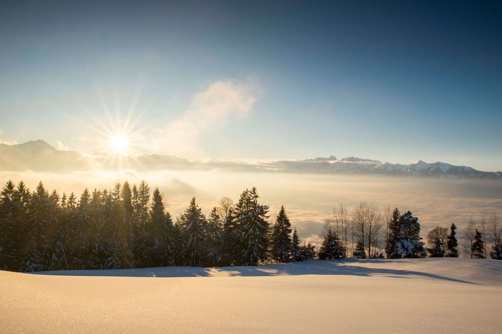 Alba sopra una foresta di pini innevata